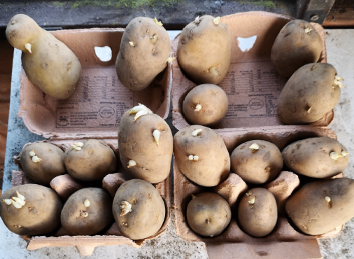Chitting | Gardening | Grow Your Own | Planting