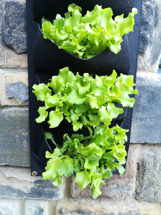 Self Sufficient Garden | Grow Your Own | Urban Grow |
