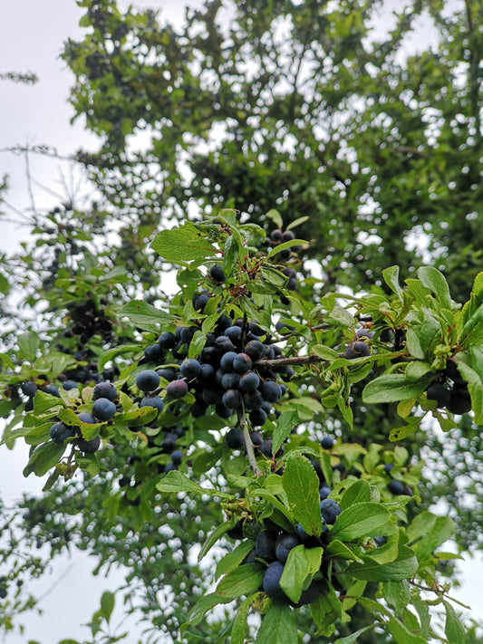 Sloe Gin | How to make Sloe Gin | Foraging | Sloe Picking