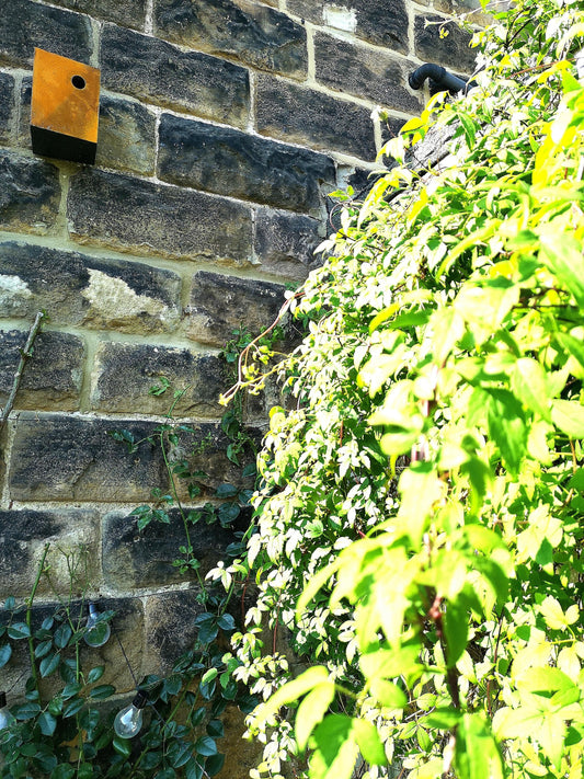 Nestbox | Bird Box | John Hollington