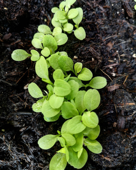 Fresh Lettuce for the Summer BBQ?