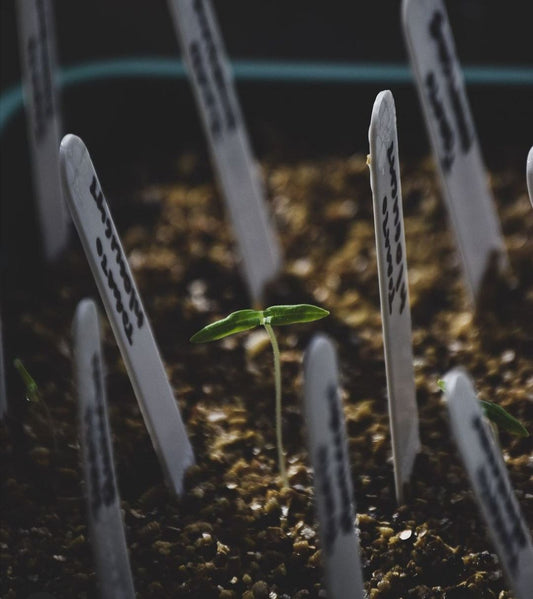 March Garden Tips | Sowing Tomatoes