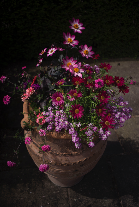 Our Top 5 plants for colourful containers in autumn