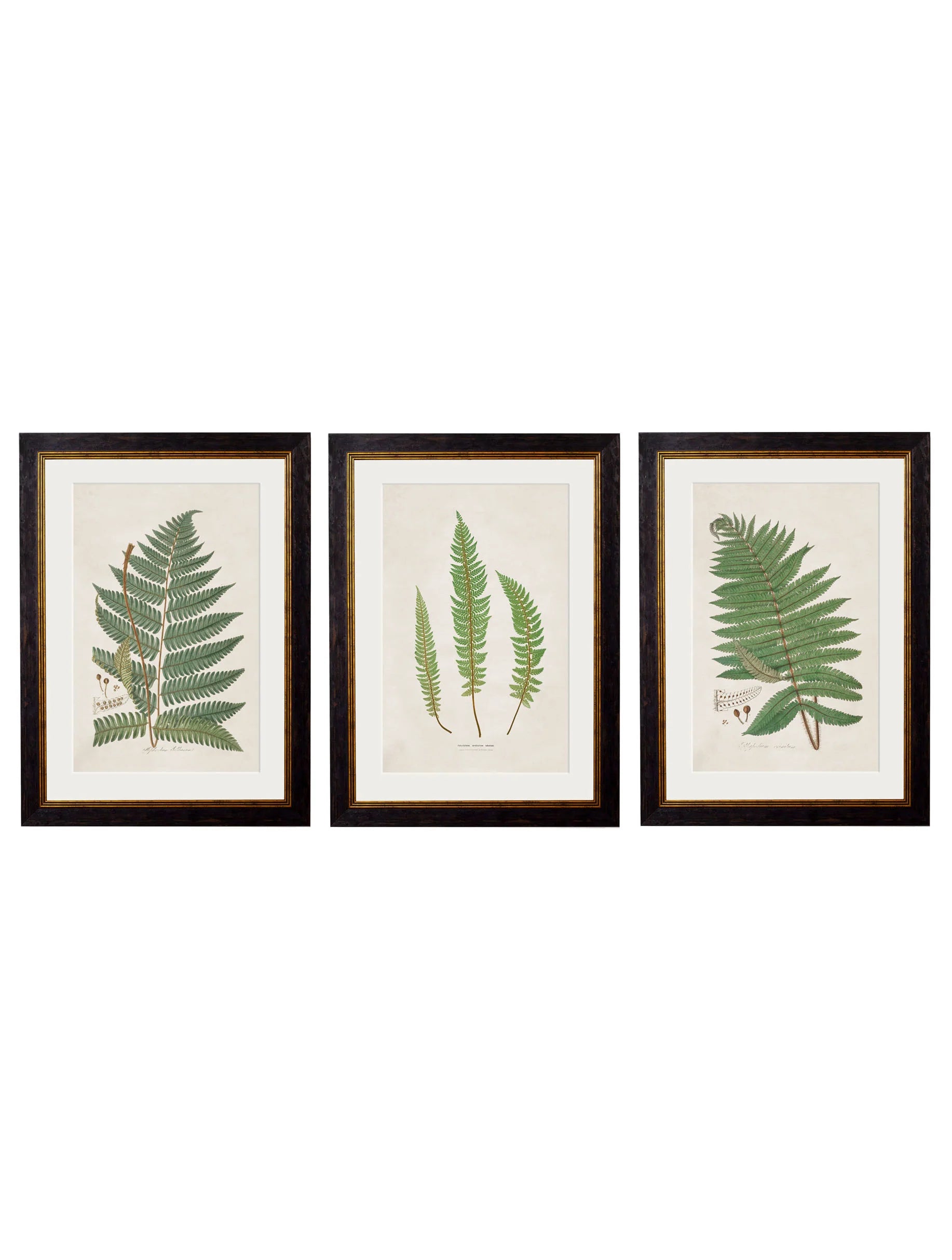 Collection of Ferns c.1831 Framed Prints (7702908600513)