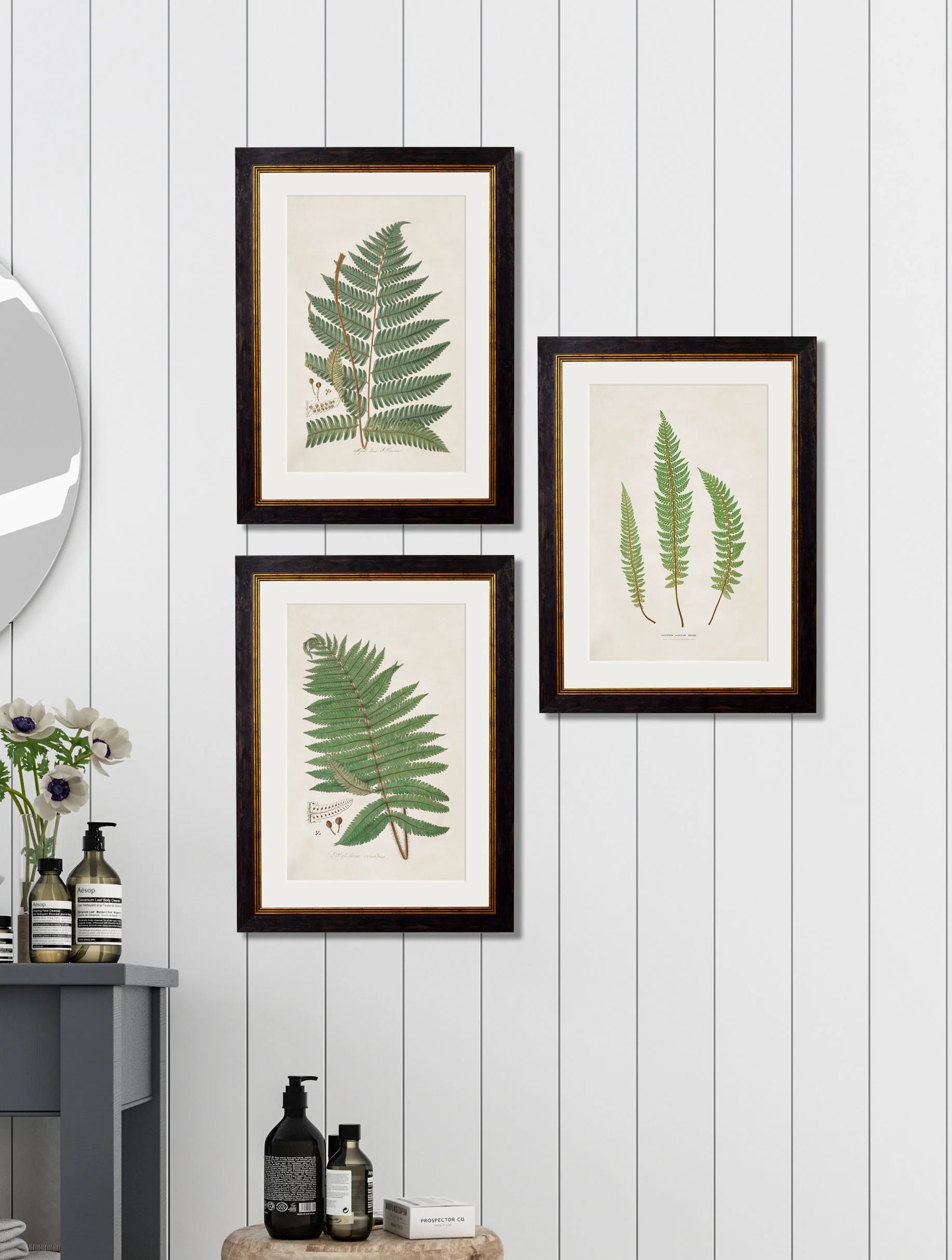 Collection of Ferns c.1831 Framed Prints (7702908600513)