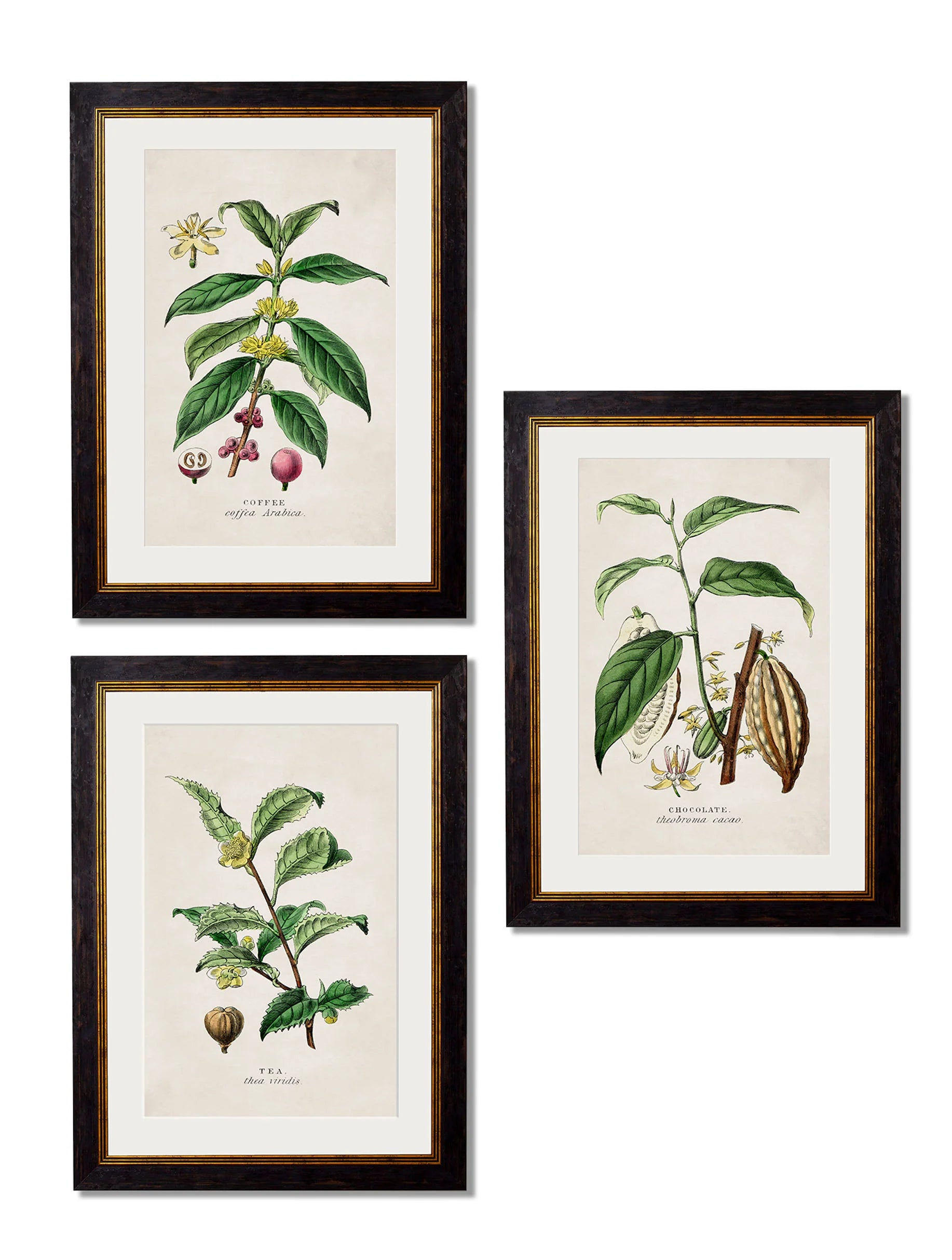 Tea Coffee and chocolate plants c.1877 Framed Prints (7702919807169)