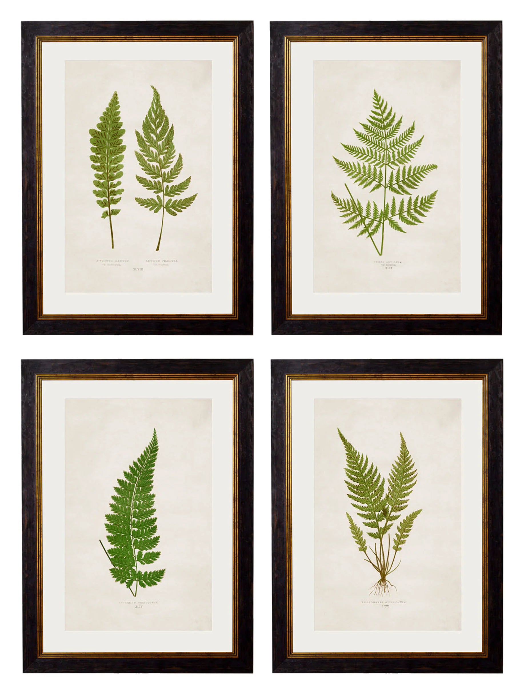 British Ferns c.1864 Framed Prints (7702908862657)