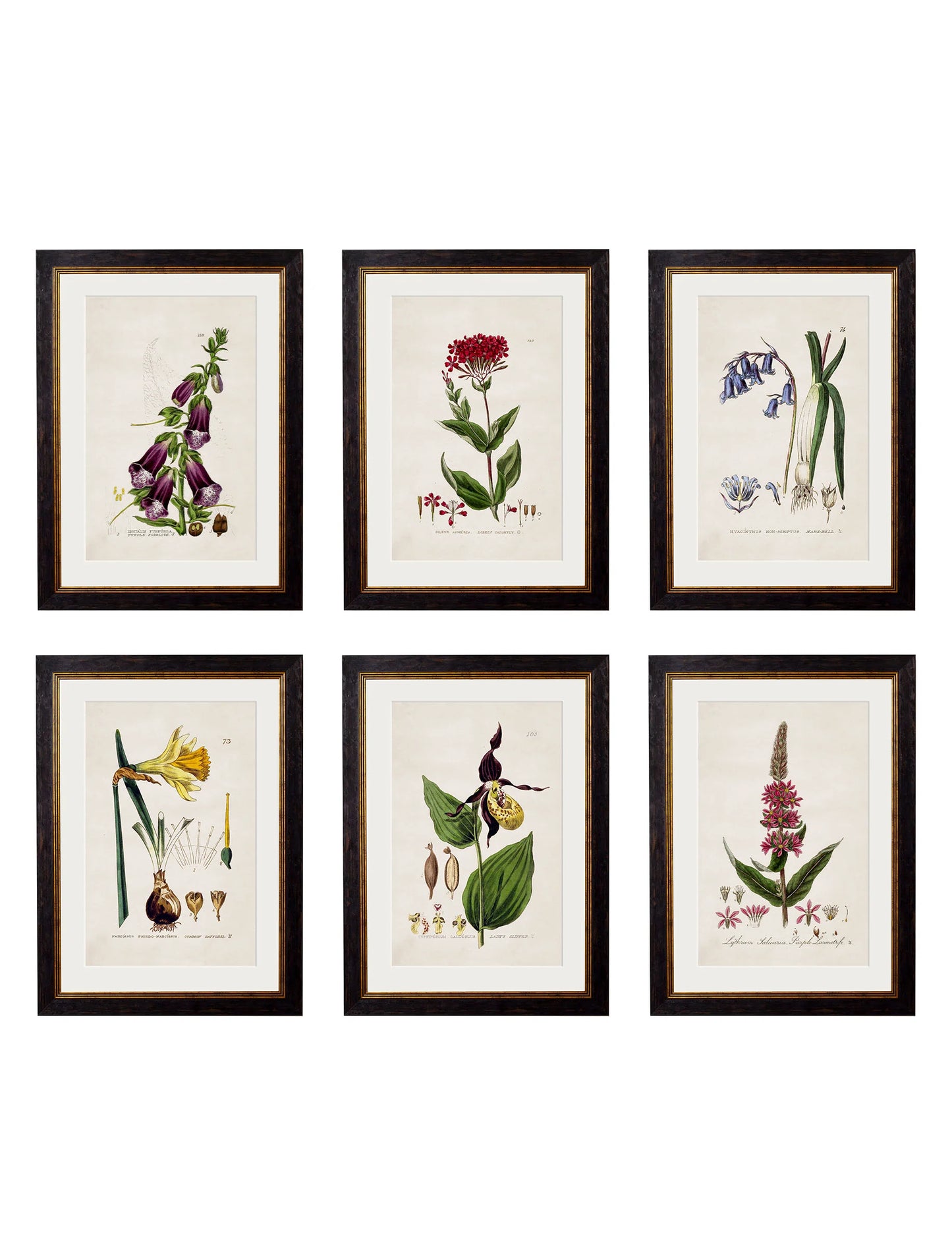 British Flowering Plants c.1837 Framed Prints (7702910337217)