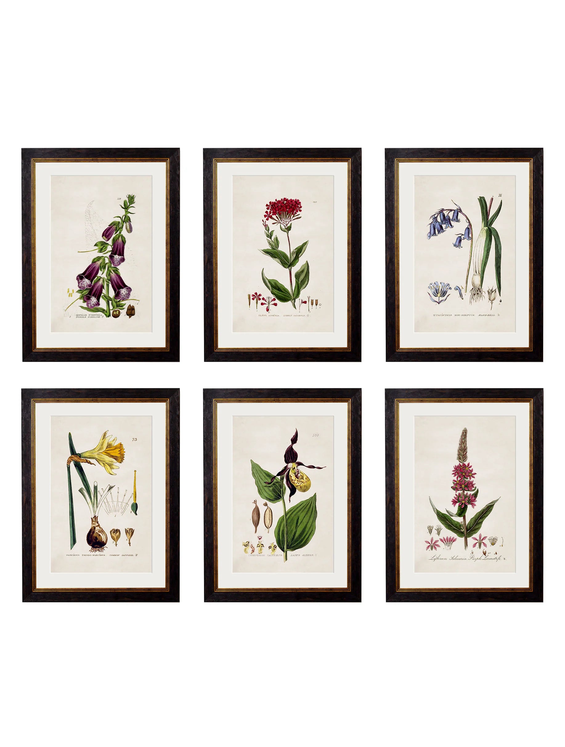 British Flowering Plants c.1837 Framed Prints (7702910337217)