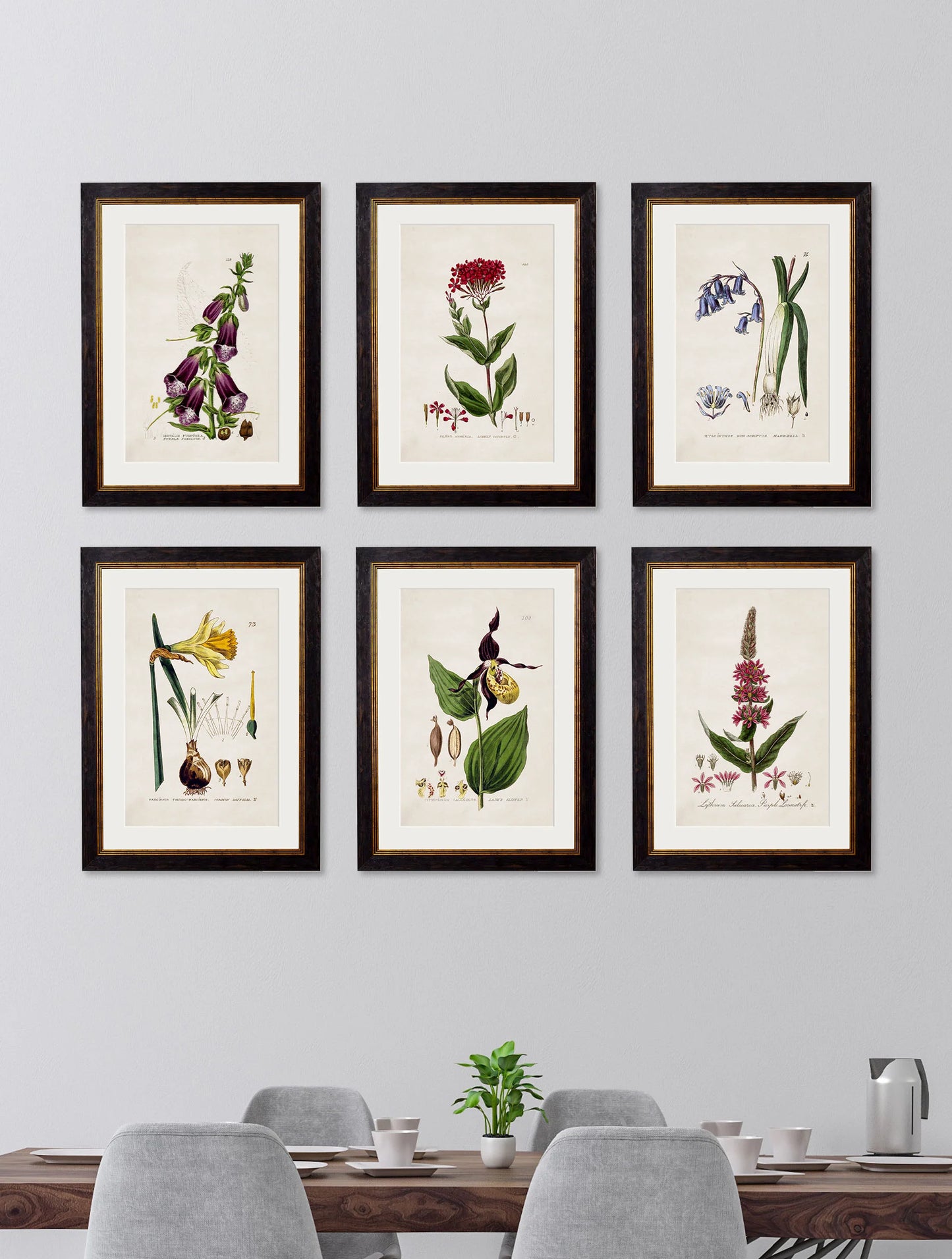 British Flowering Plants c.1837 Framed Prints (7702910337217)