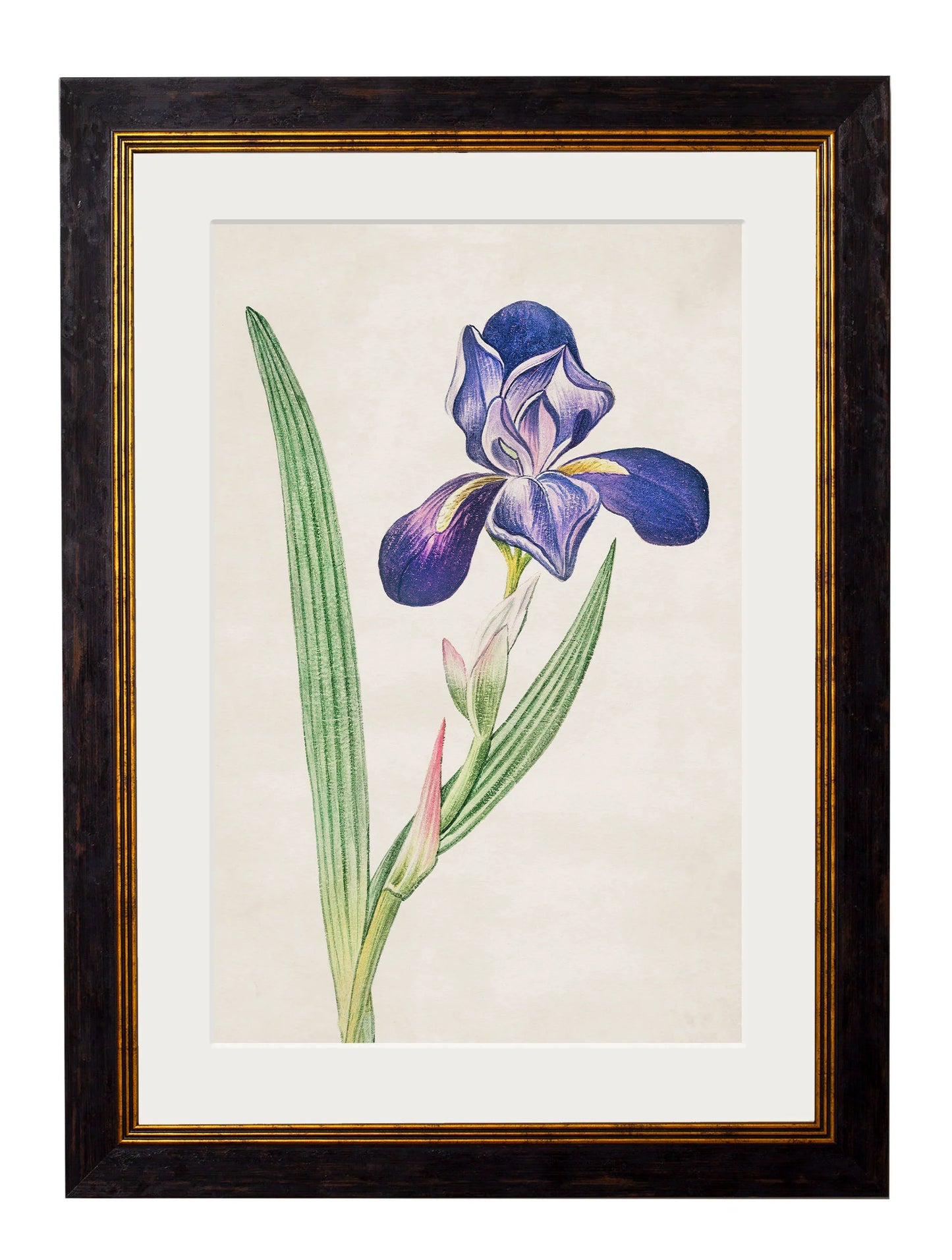 Flowering Plants c.1780 Framed Prints (7702910795969)