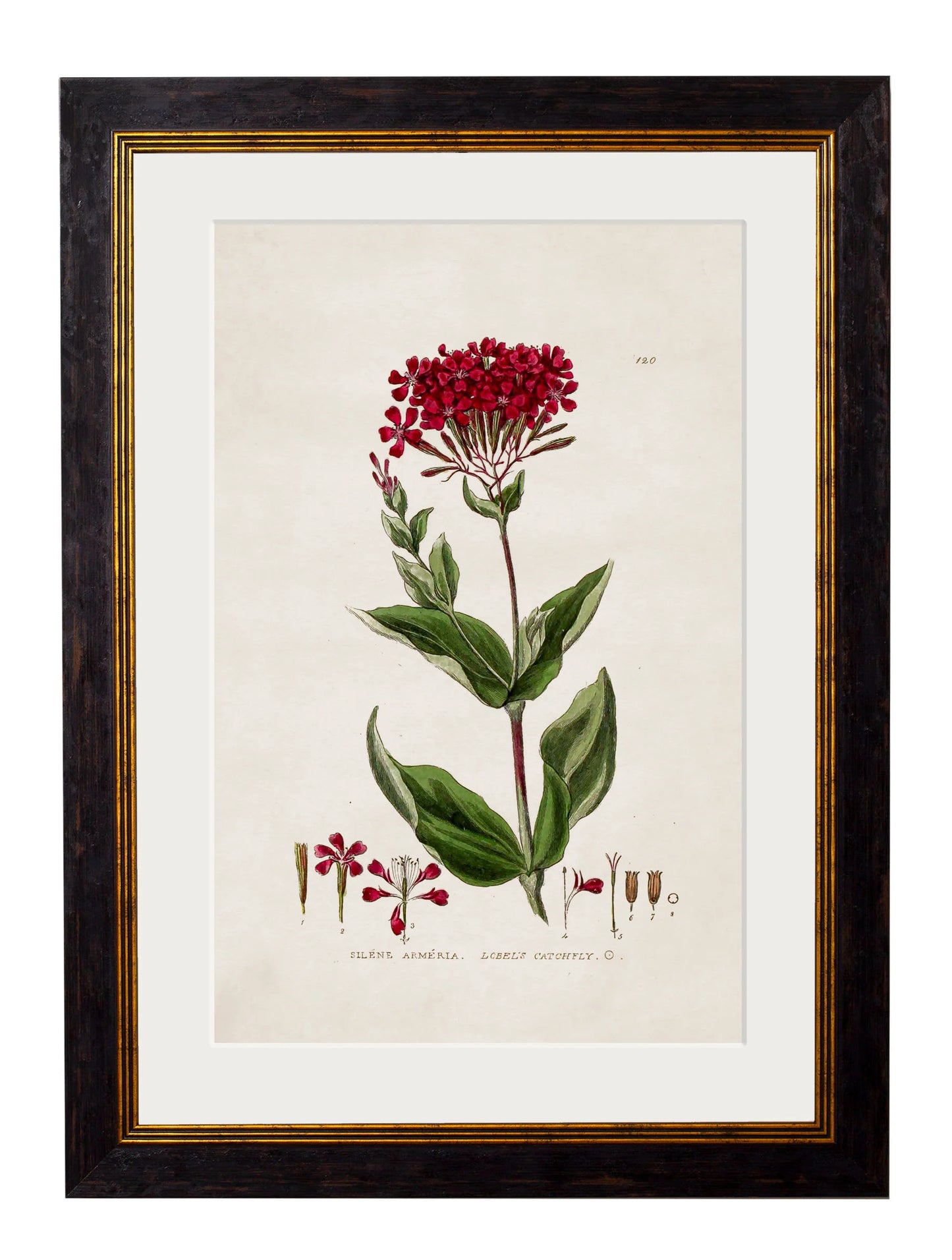 British Flowering Plants c.1837 Framed Prints (7702910337217)