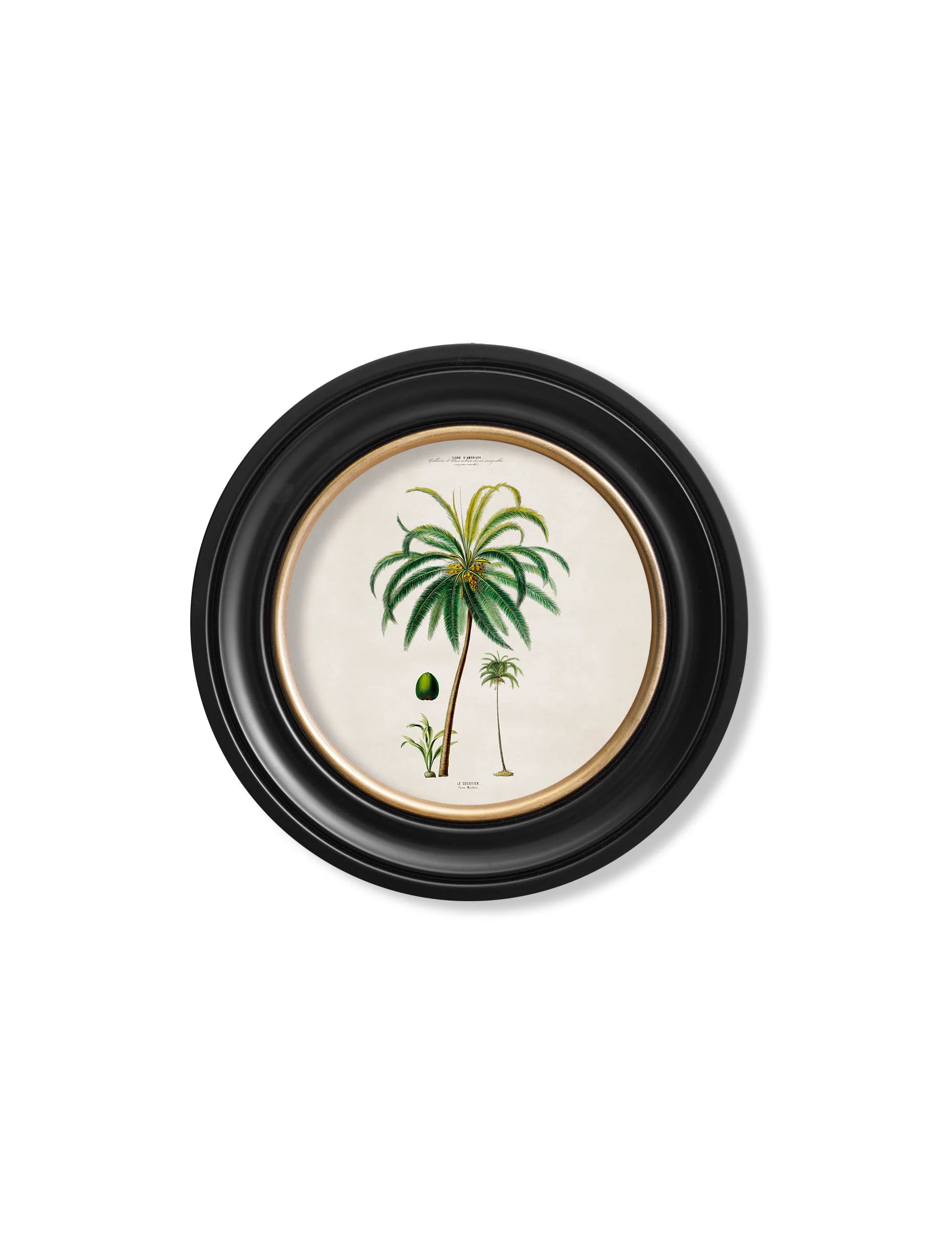 South American Palm Trees c.1843 Round Framed Prints (7702940713153)