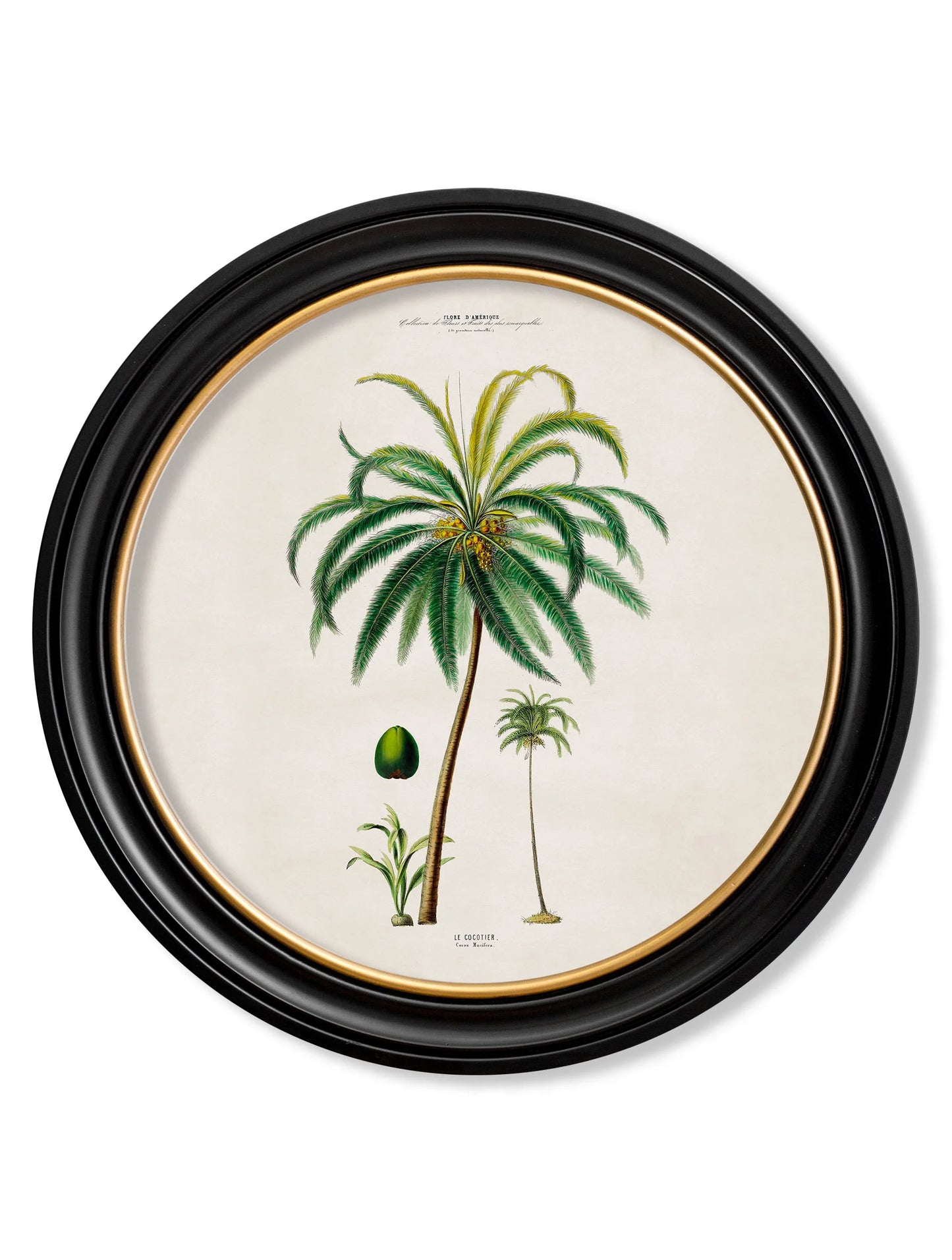 South American Palm Trees c.1843 Round Framed Prints (7702940713153)