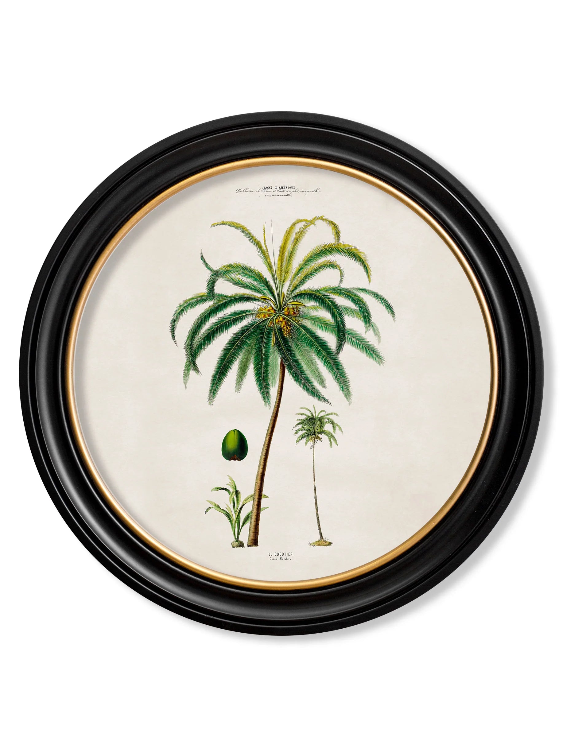 South American Palm Trees c.1843 Round Framed Prints (7702940713153)