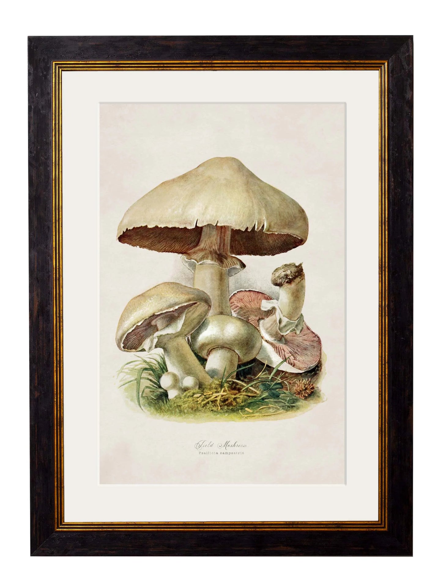 Edible Mushrooms c.1913 Framed Prints (7702923444417)