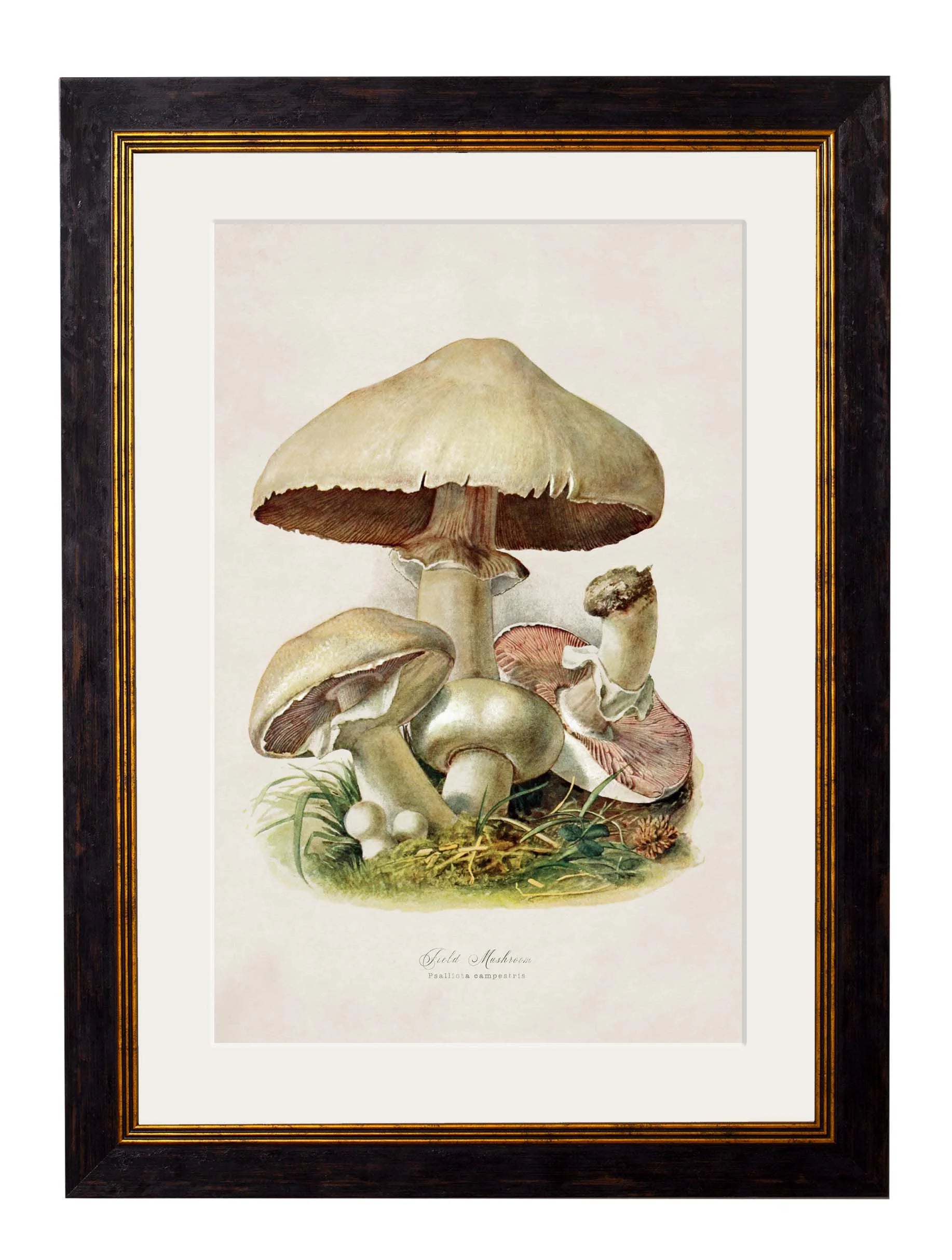 Edible Mushrooms c.1913 Framed Prints (7702923444417)