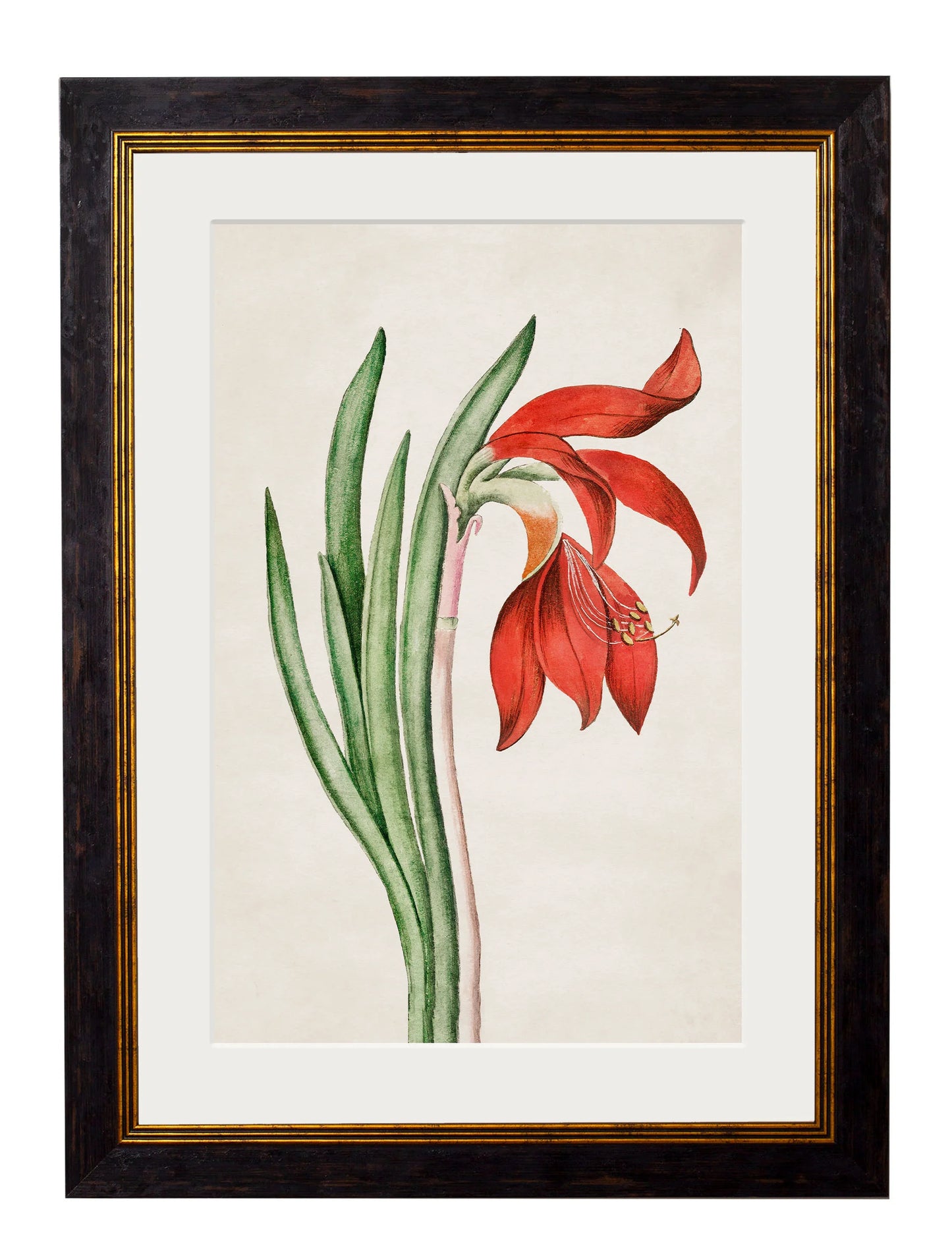 Flowering Plants c.1780 Framed Prints (7702910795969)