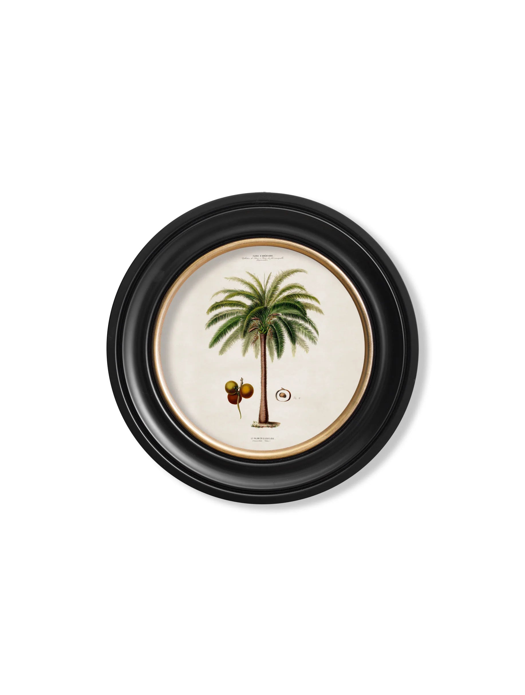 South American Palm Trees c.1843 Round Framed Prints (7702940713153)