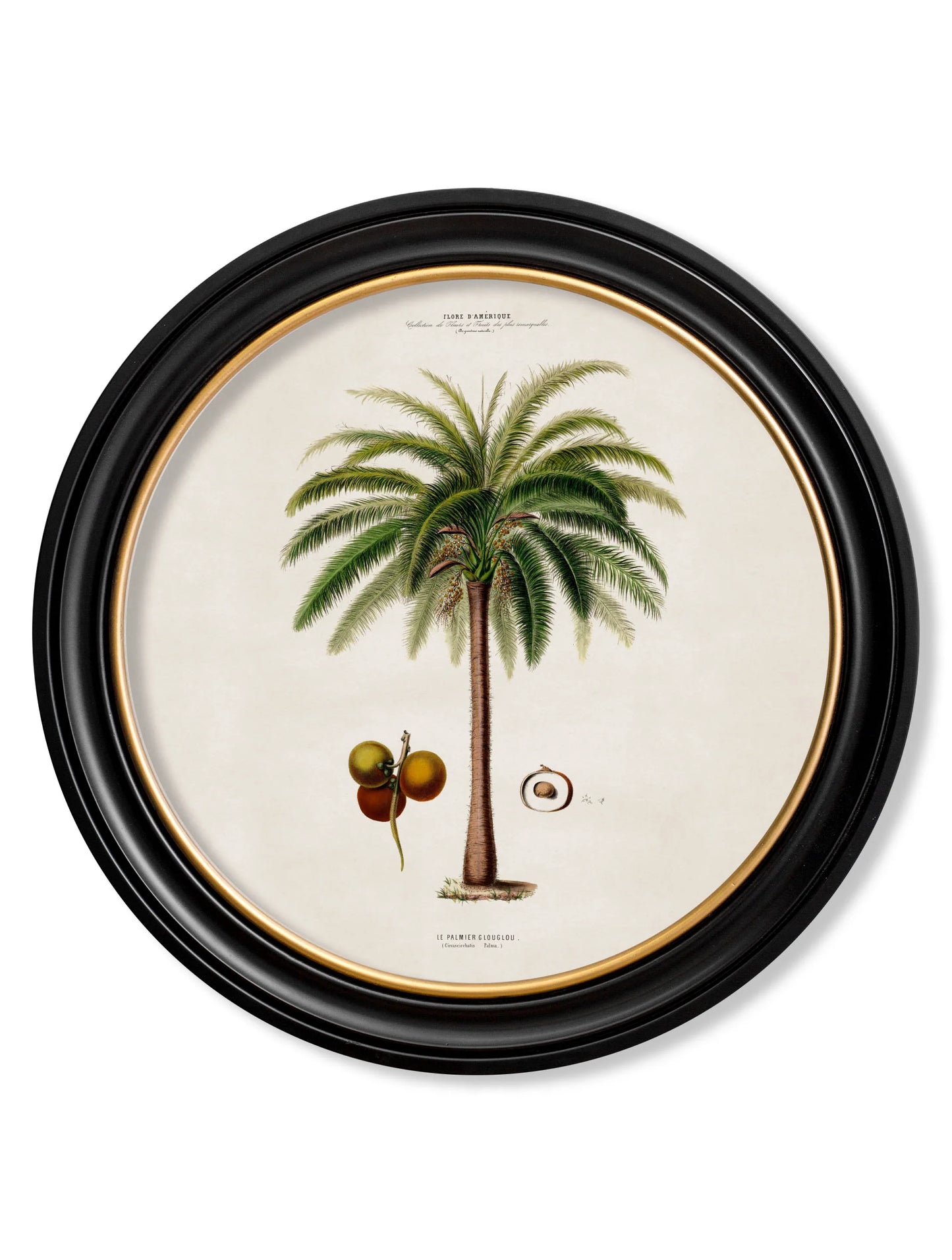 South American Palm Trees c.1843 Round Framed Prints (7702940713153)