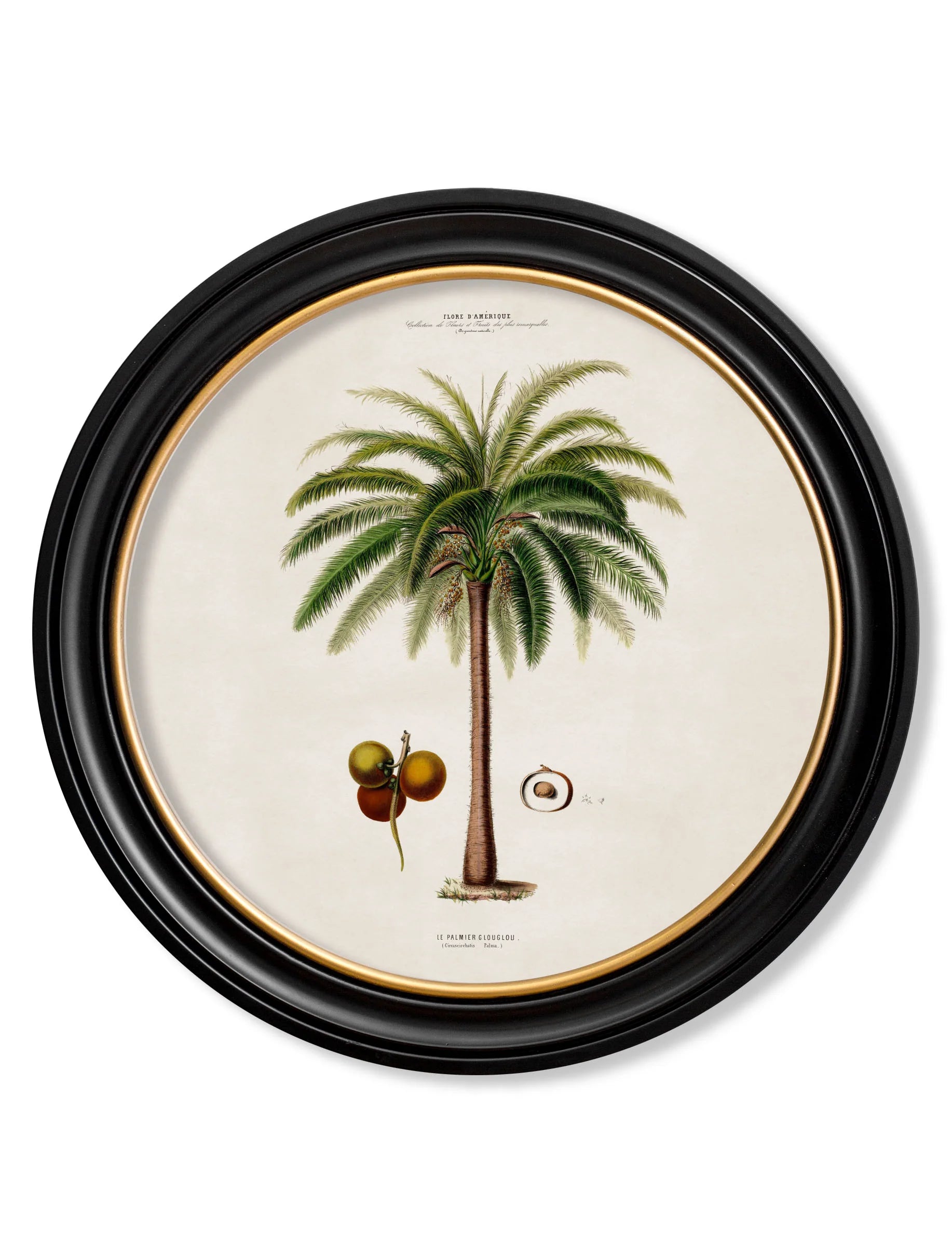 South American Palm Trees c.1843 Round Framed Prints (7702940713153)