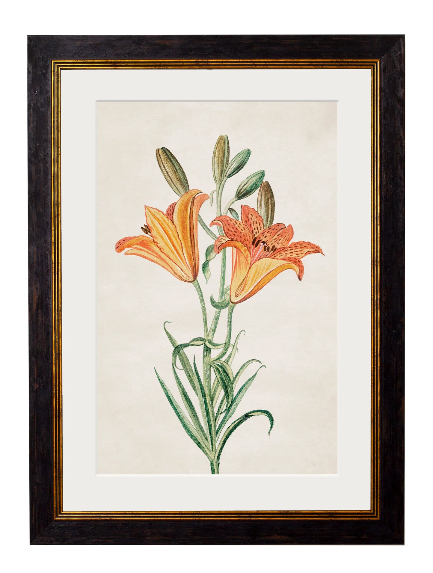Flowering Plants c.1780 Framed Prints (7702910795969)