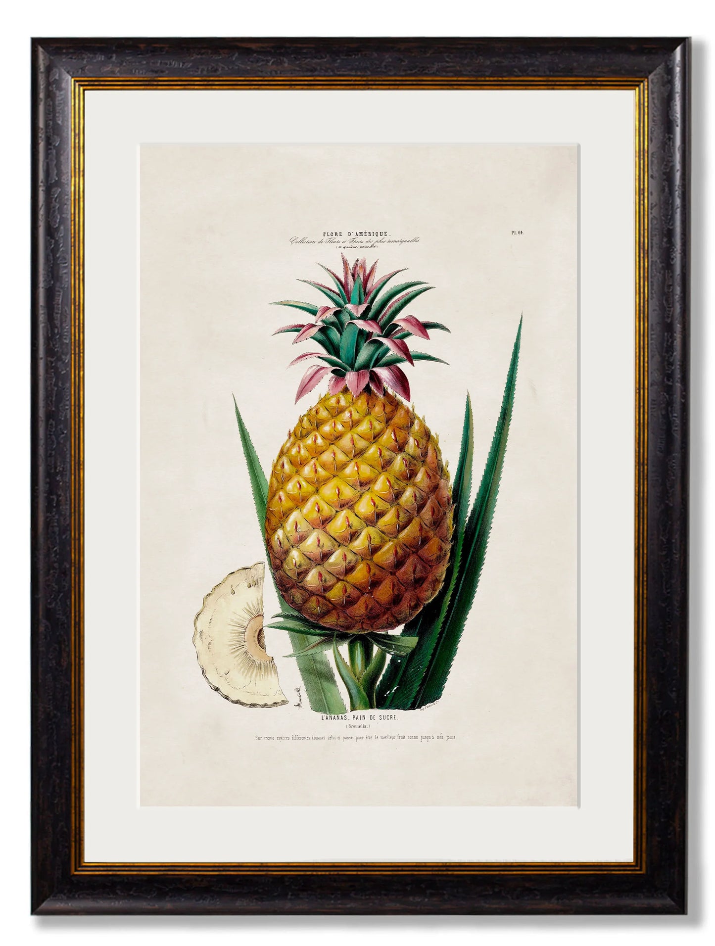Pineapple Plant c.1831 Framed Print (7702926295233)