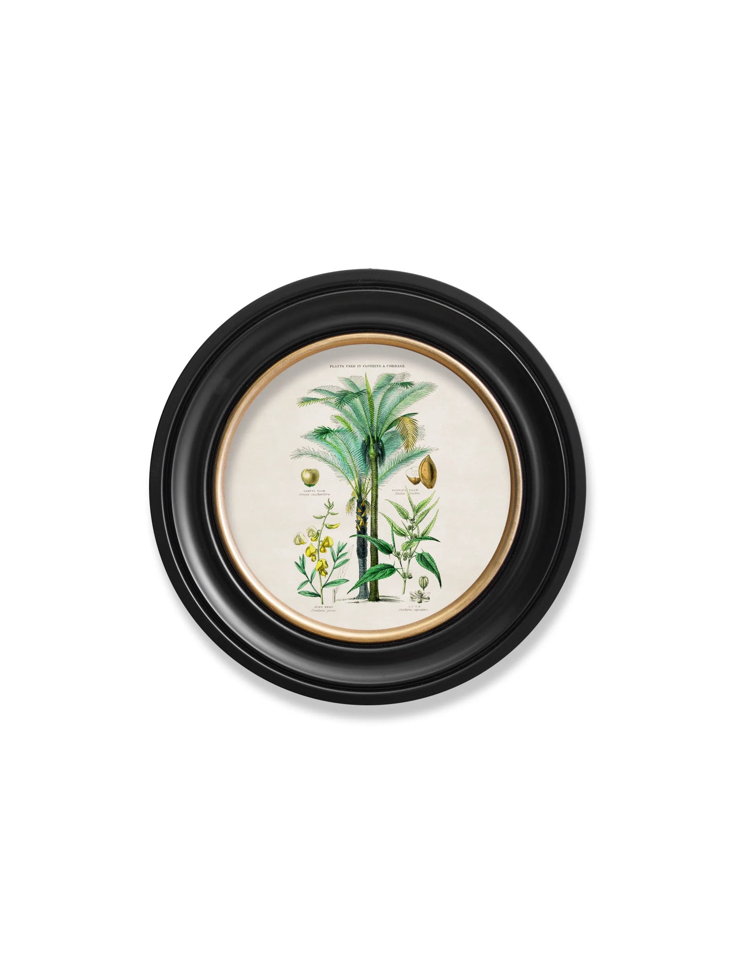 Tropical Plants Used as Food and Clothing c.1877 Round Framed Prints (7702937403585)