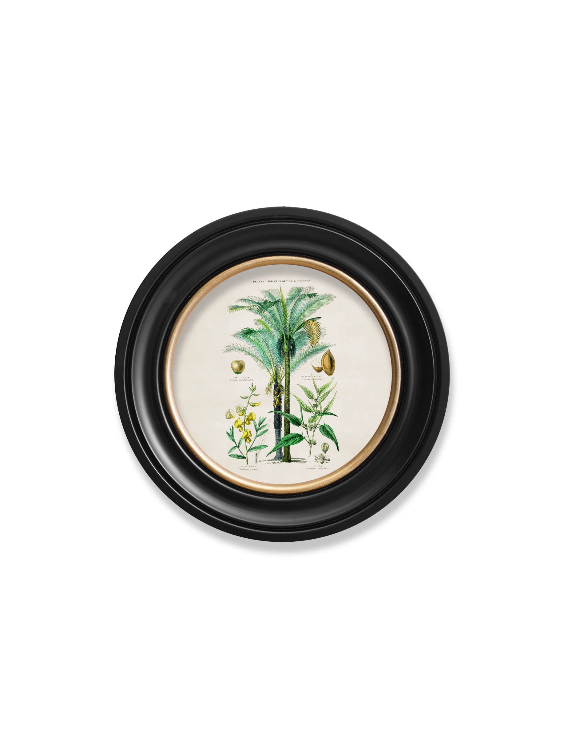 Tropical Plants Used as Food and Clothing c.1877 Round Framed Prints (7702937403585)