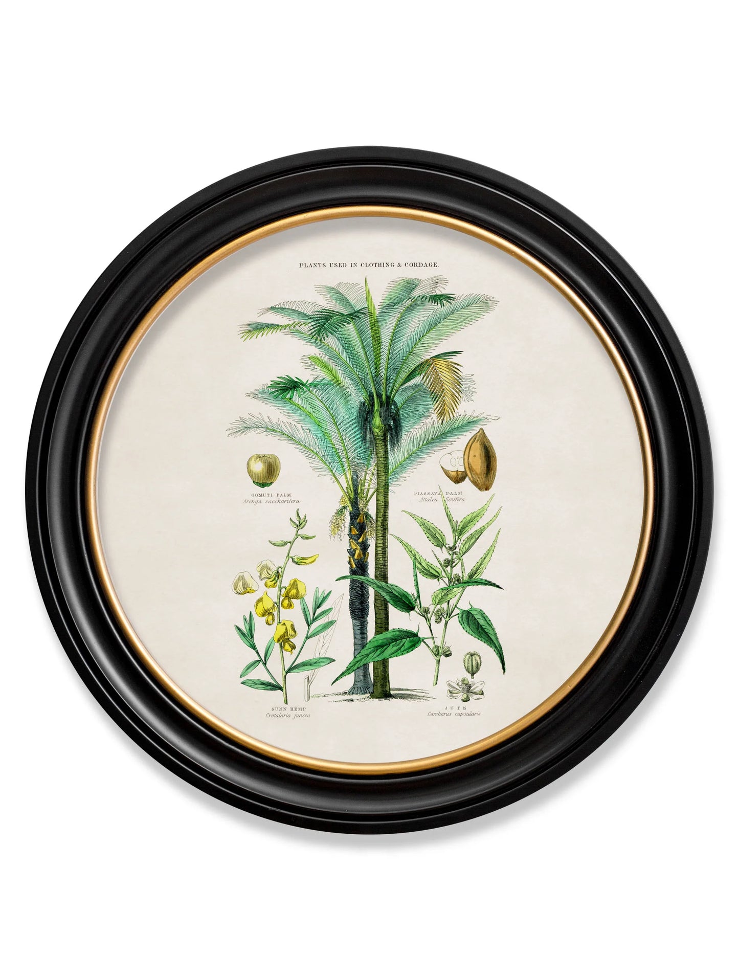 Tropical Plants Used as Food and Clothing c.1877 Round Framed Prints (7702937403585)
