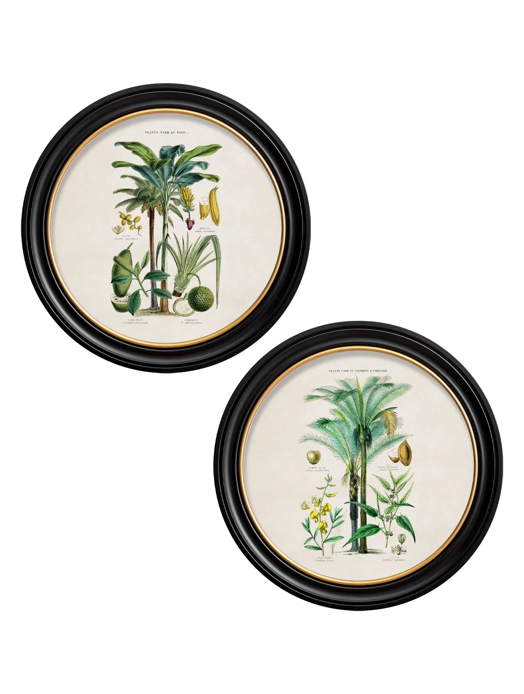 Tropical Plants Used as Food and Clothing c.1877 Round Framed Prints (7702937403585)