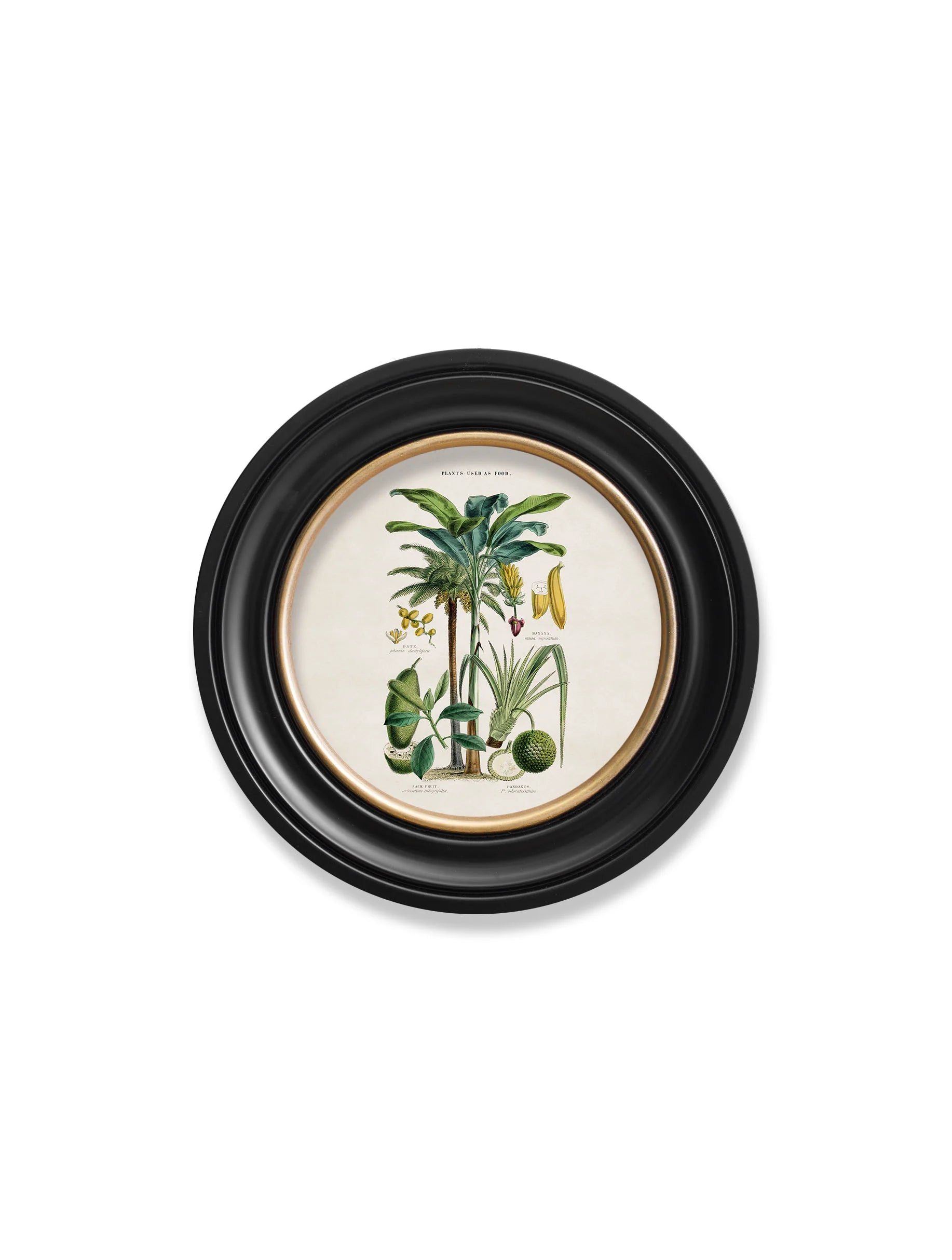 Tropical Plants Used as Food and Clothing c.1877 Round Framed Prints (7702937403585)