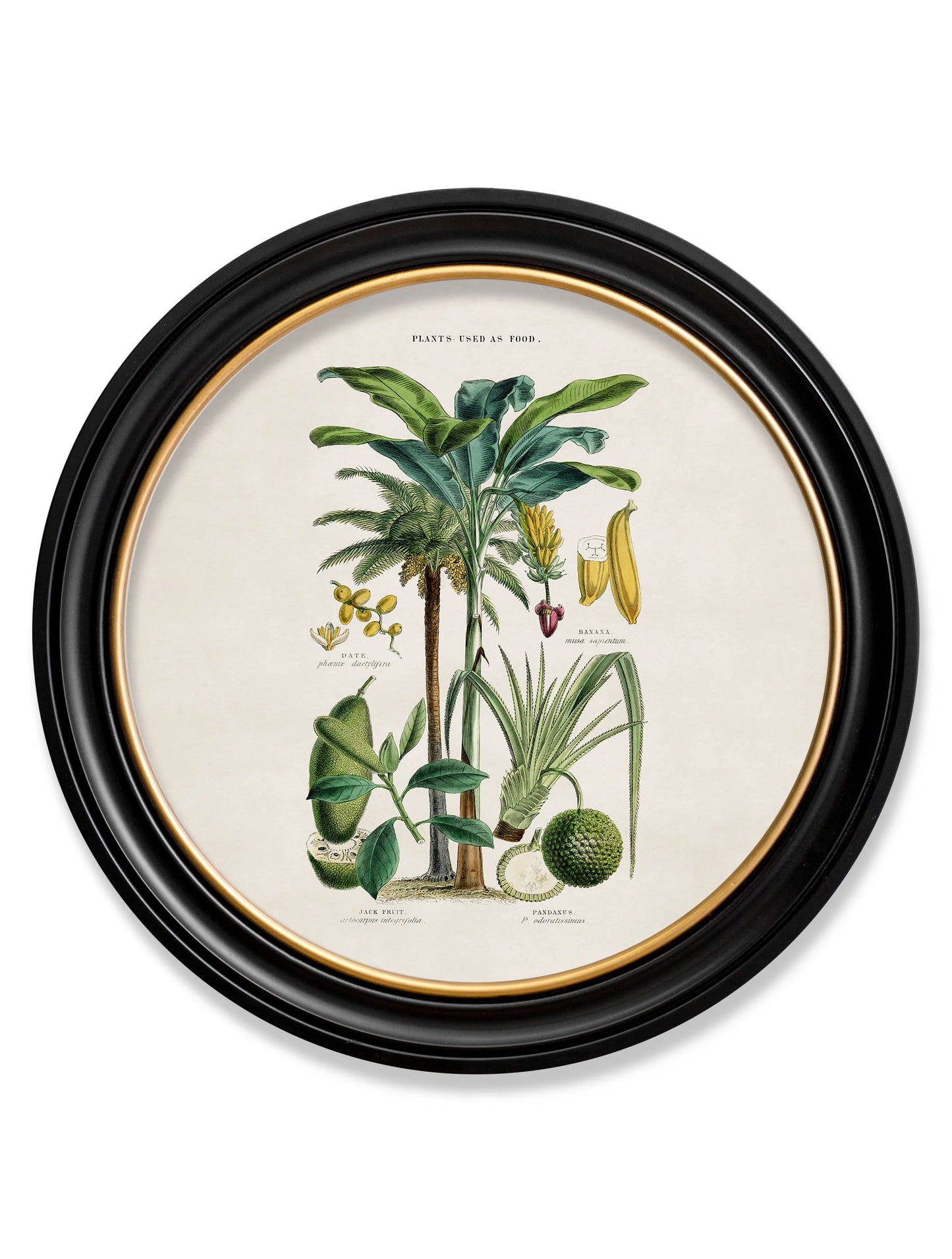 Tropical Plants Used as Food and Clothing c.1877 Round Framed Prints (7702937403585)