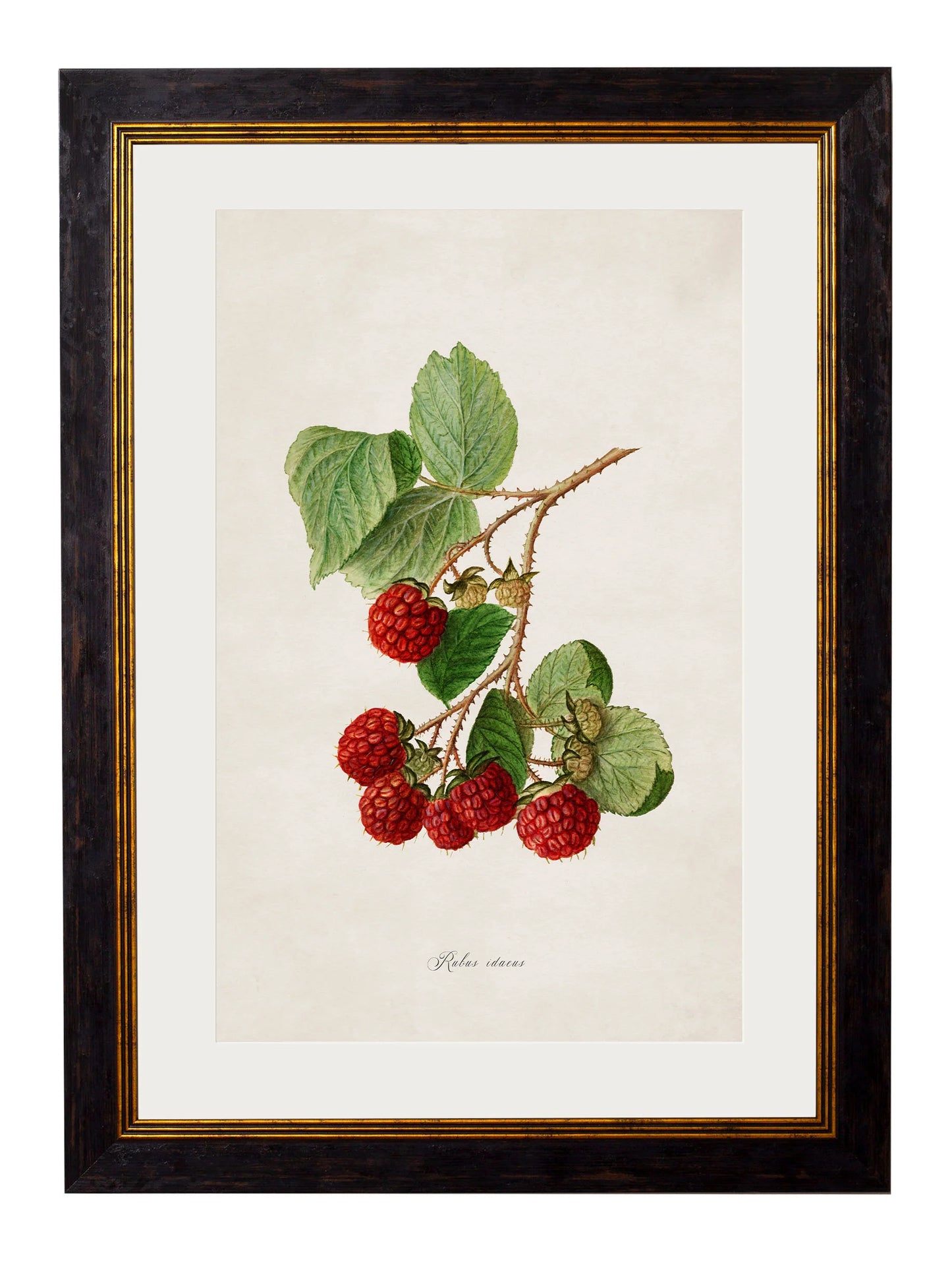 Collection of Berries & Cherries c.1886 Framed Prints (7702950084801)