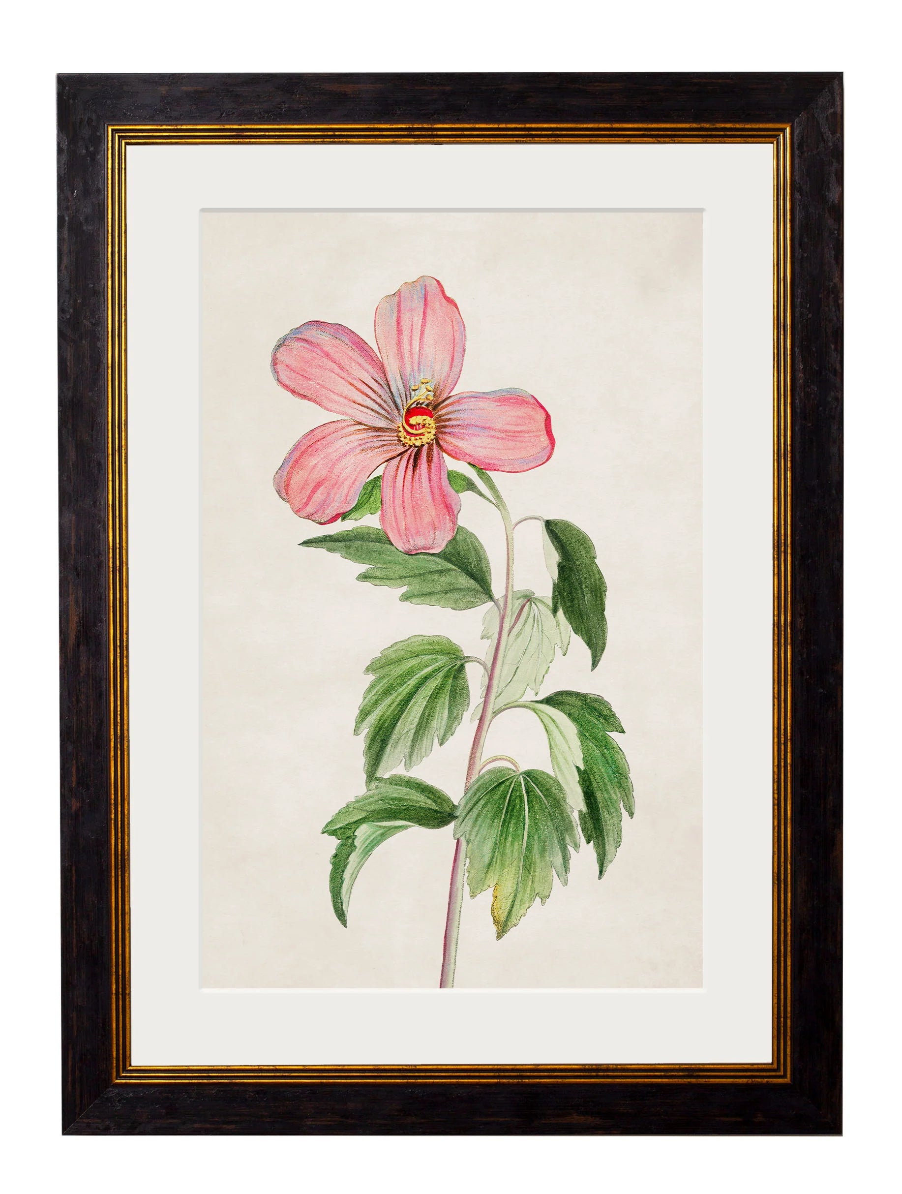 Flowering Plants c.1780 Framed Prints (7702910795969)