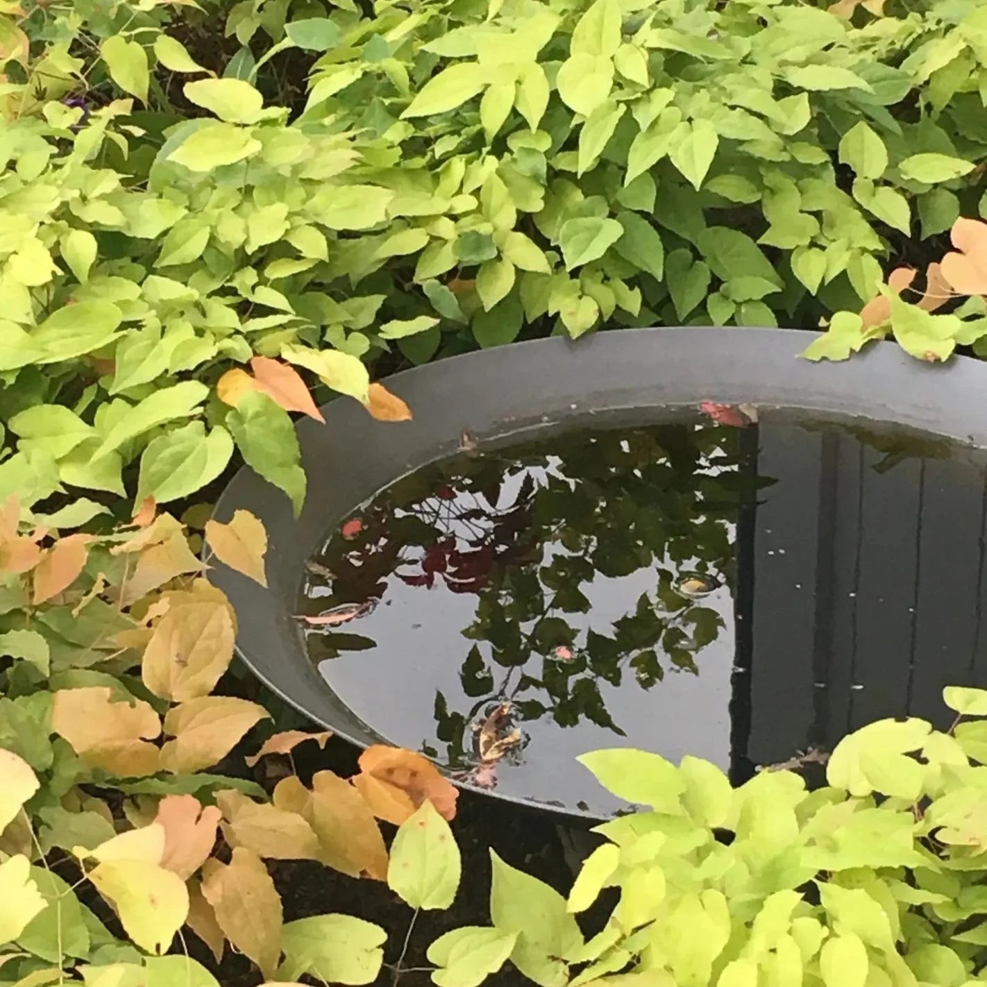Coated Steel Water Bowl (7544899469505)