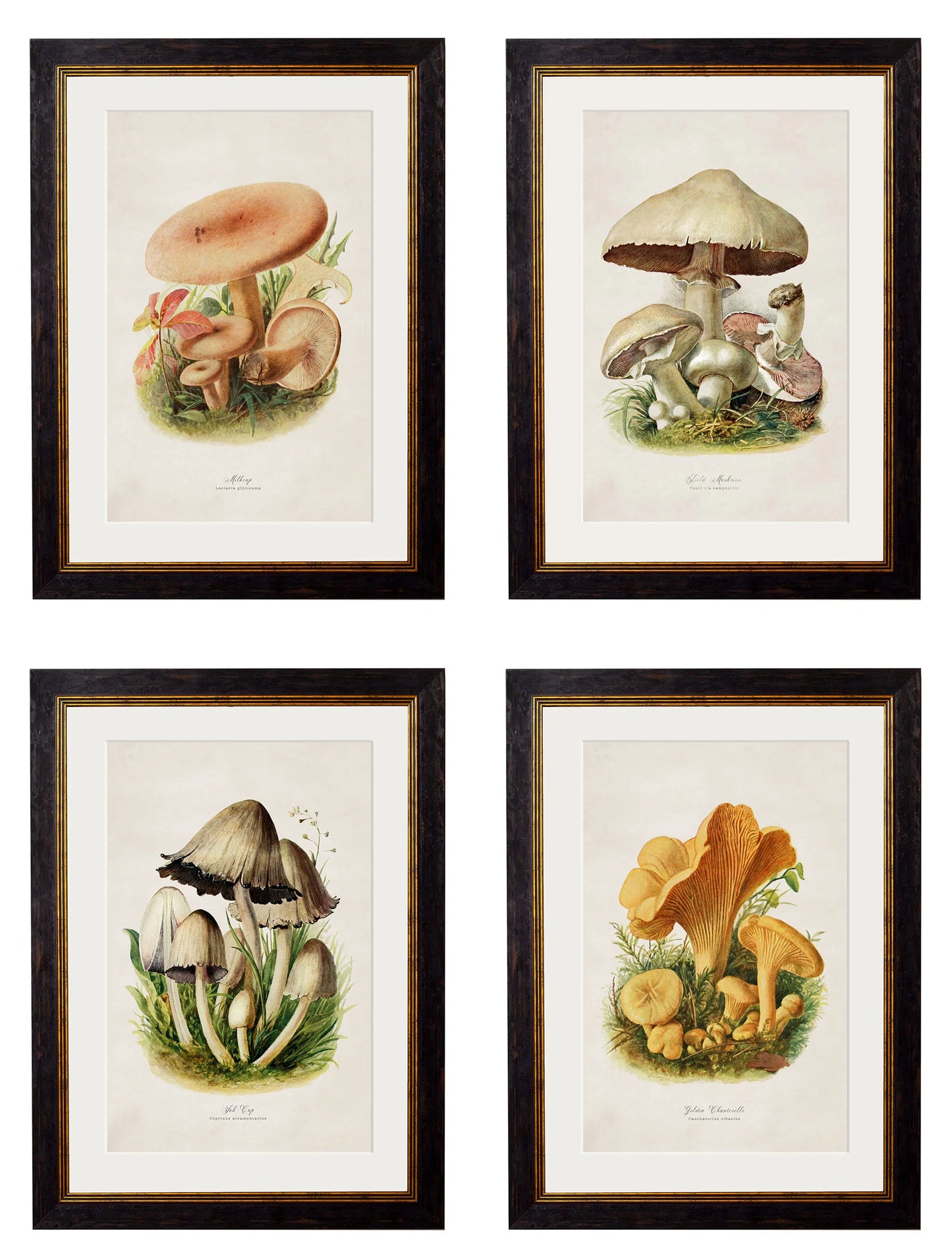 Edible Mushrooms c.1913 Framed Prints (7702923444417)
