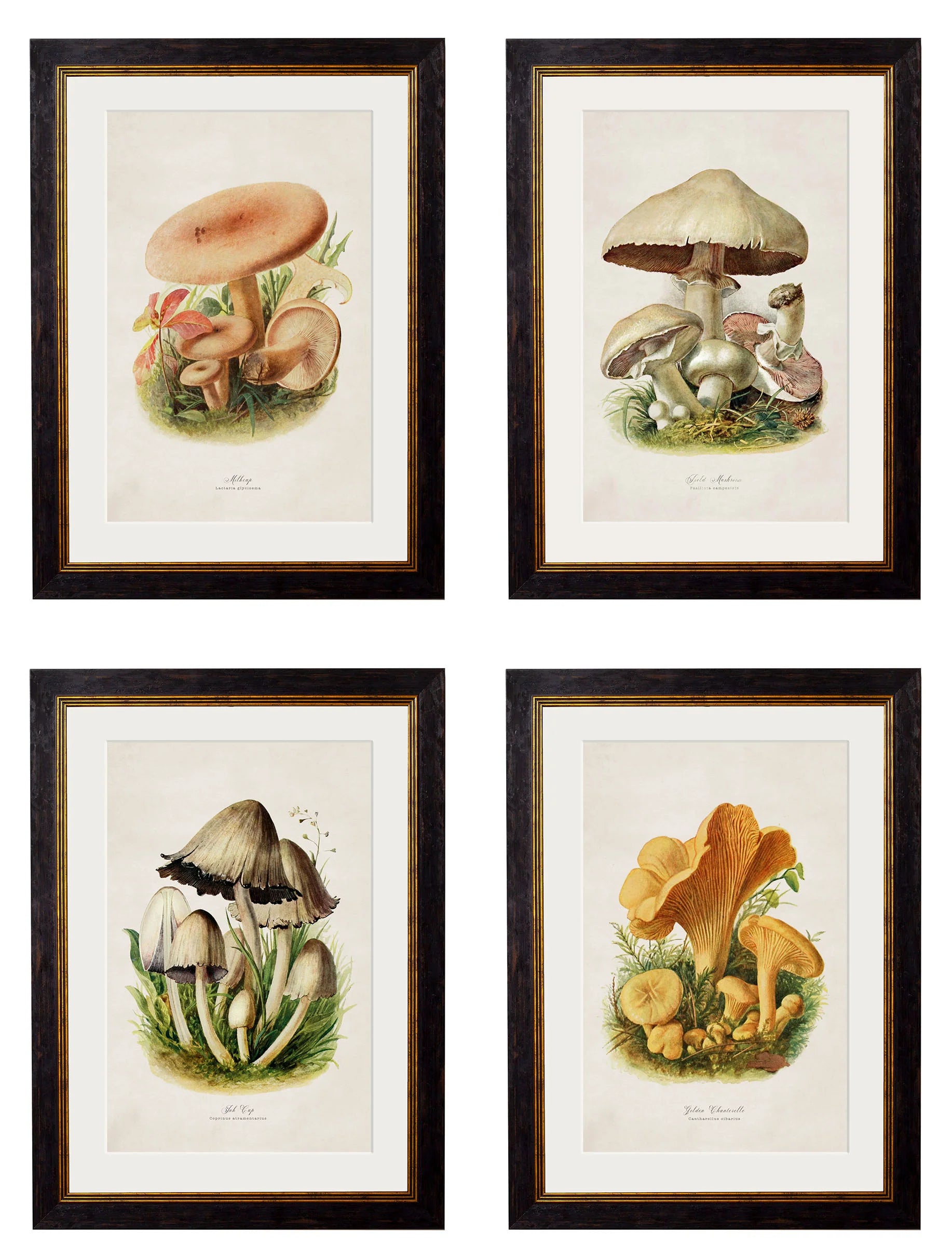 Edible Mushrooms c.1913 Framed Prints (7702923444417)