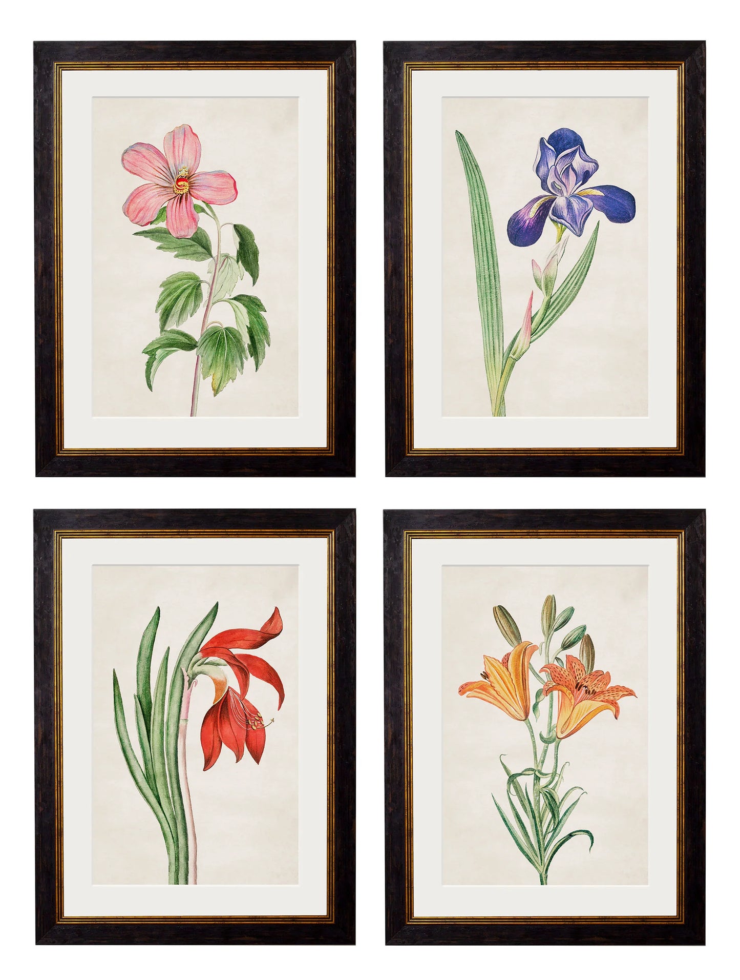 Flowering Plants c.1780 Framed Prints (7702910795969)