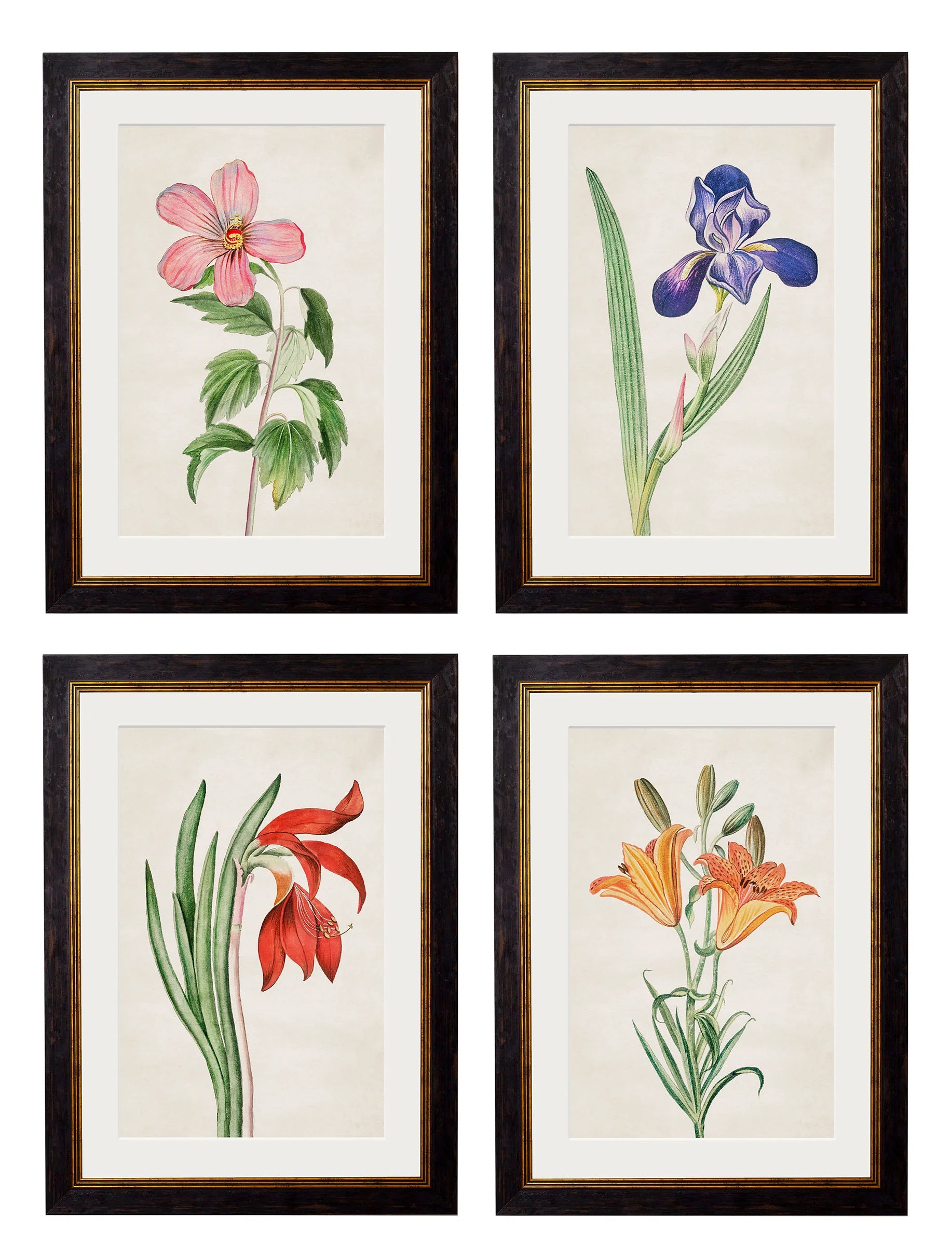 Flowering Plants c.1780 Framed Prints (7702910795969)