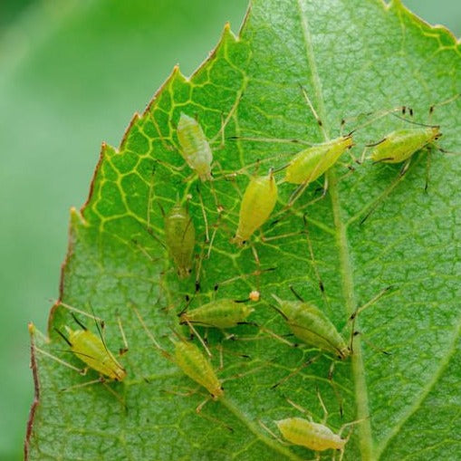 Natural Aphid Repellent (7563591942337)