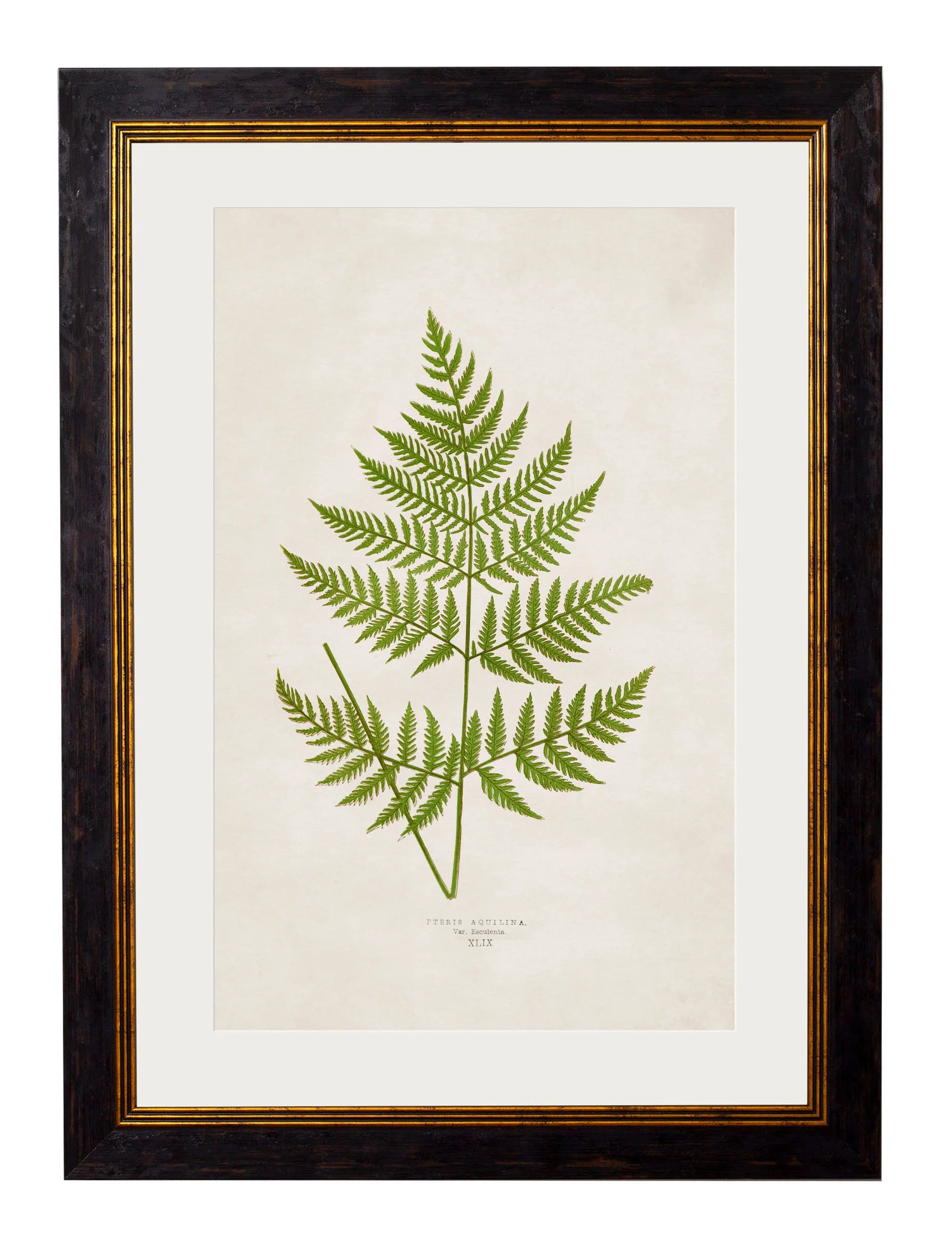 British Ferns c.1864 Framed Prints (7702908862657)