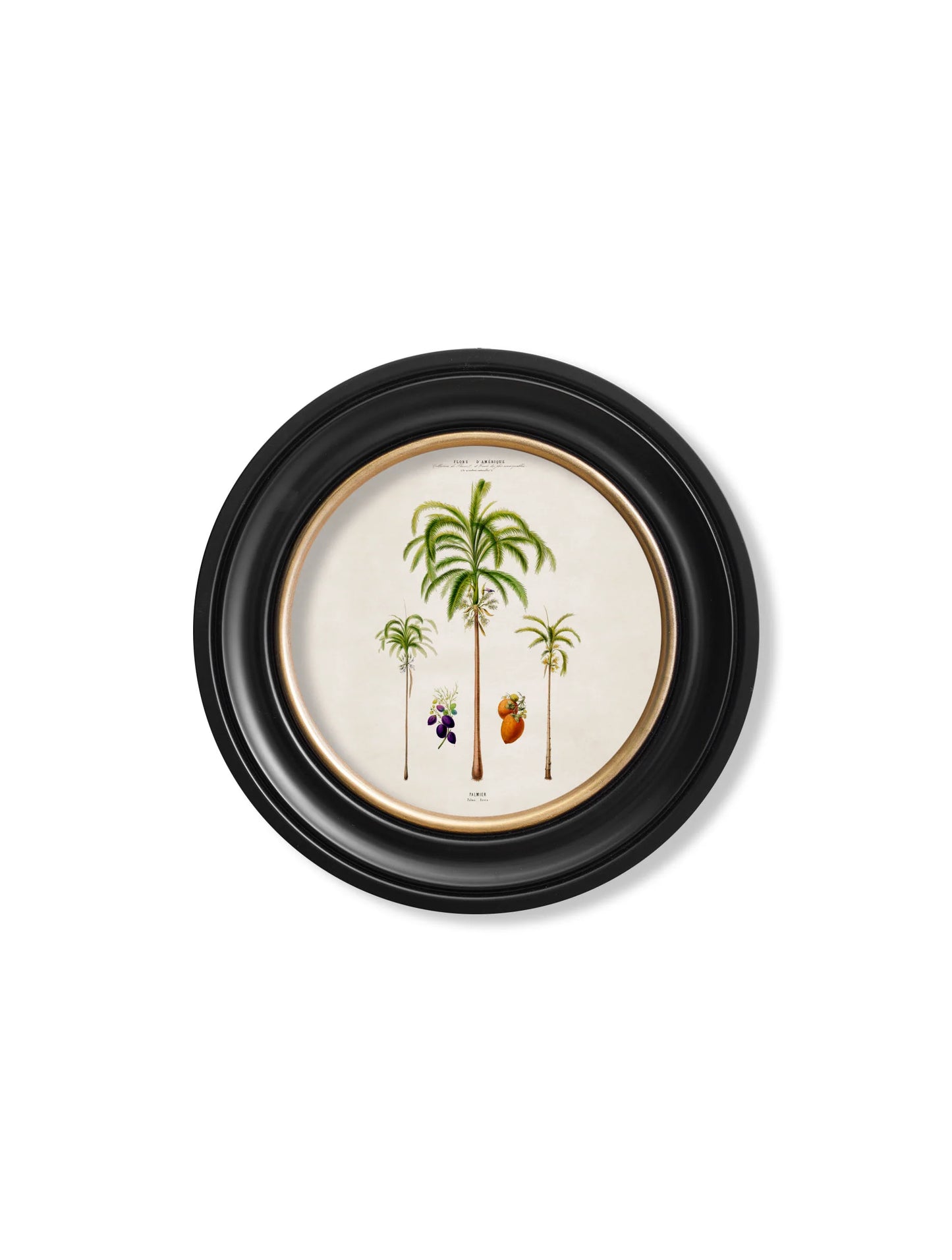 South American Palm Trees c.1843 Round Framed Prints (7702940713153)