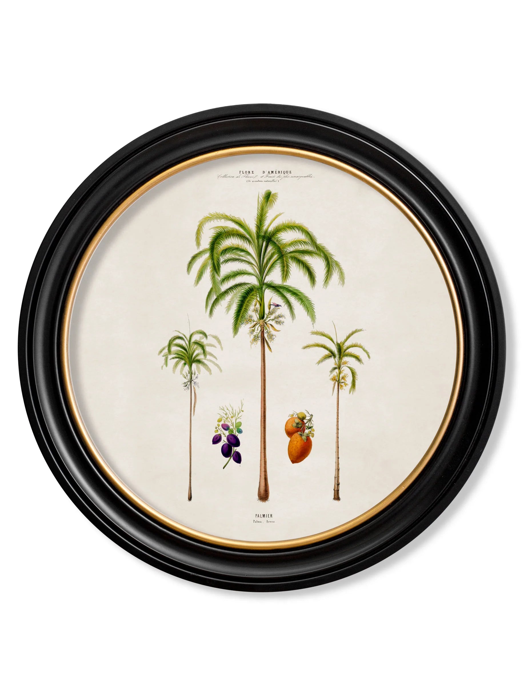 South American Palm Trees c.1843 Round Framed Prints (7702940713153)