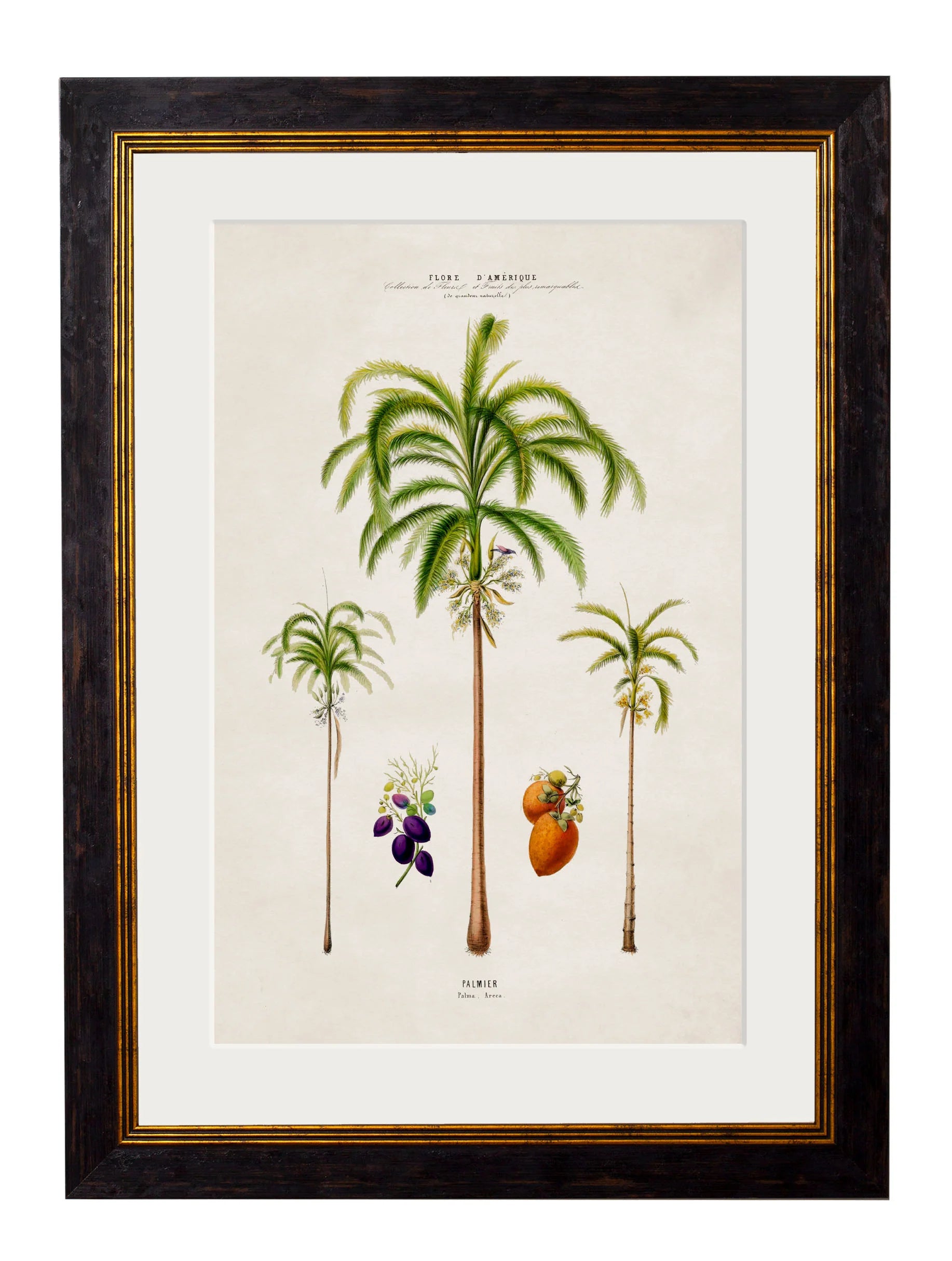 South American Palm Trees c.1843 Framed Prints (7702915350721)