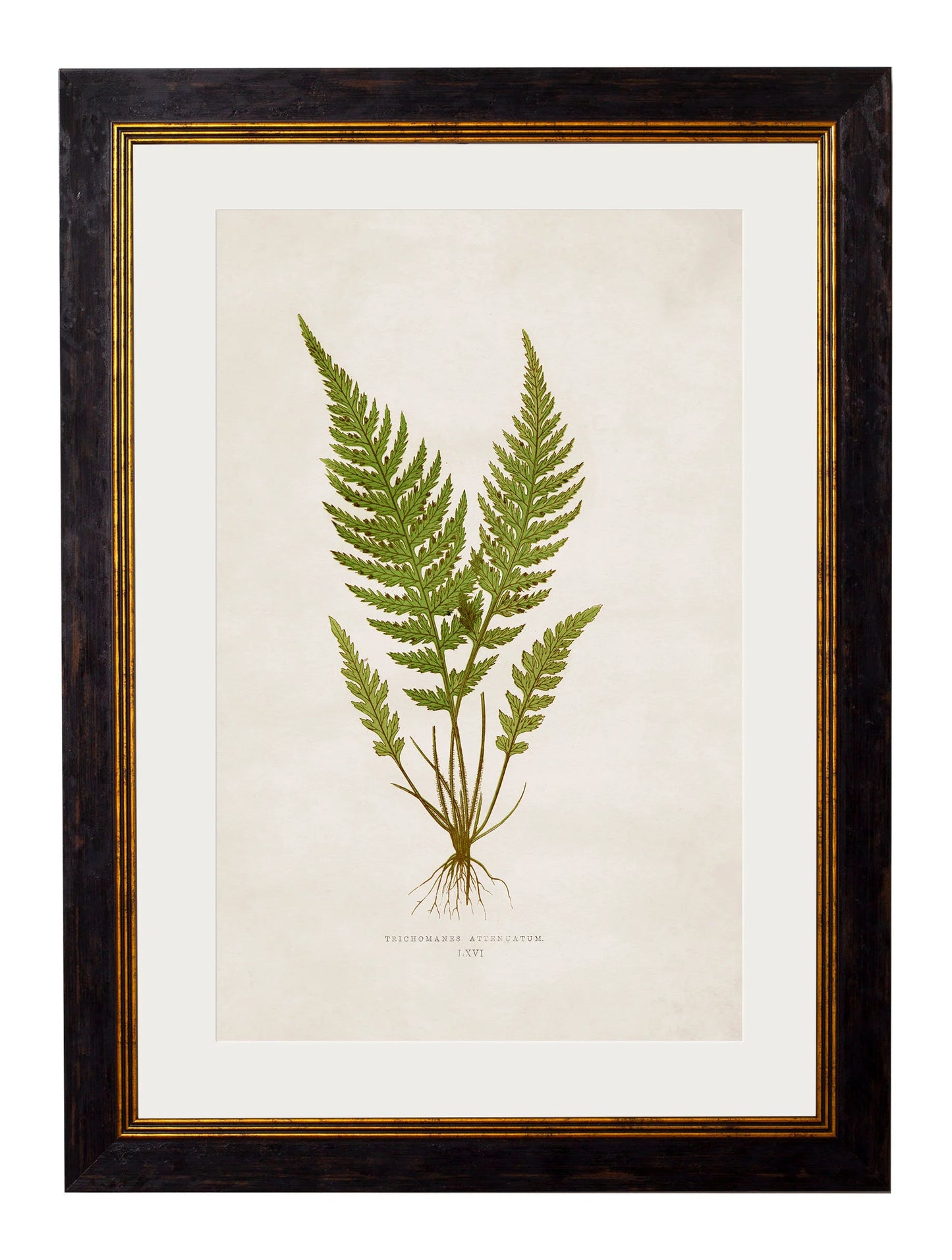 British Ferns c.1864 Framed Prints (7702908862657)