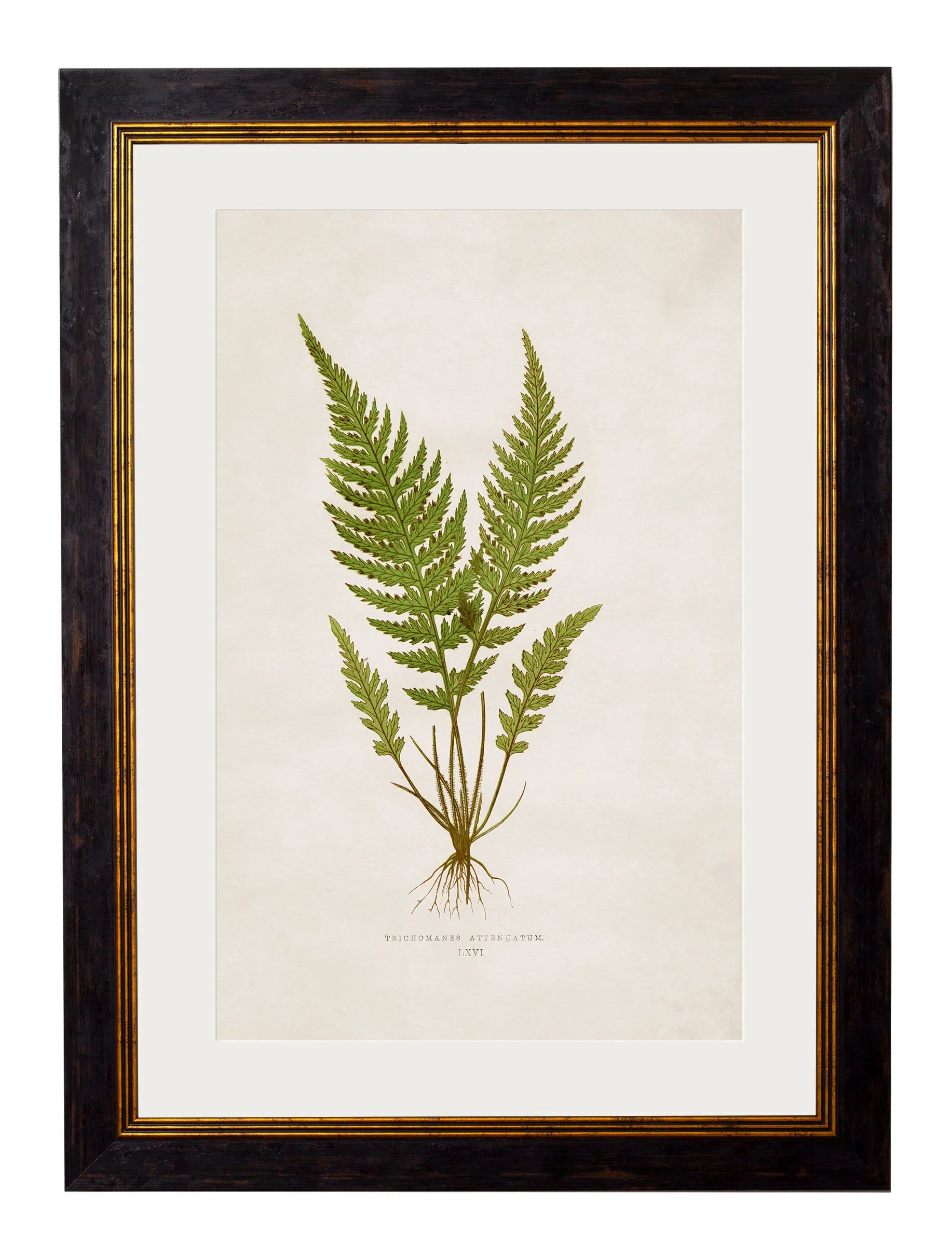 British Ferns c.1864 Framed Prints (7702908862657)