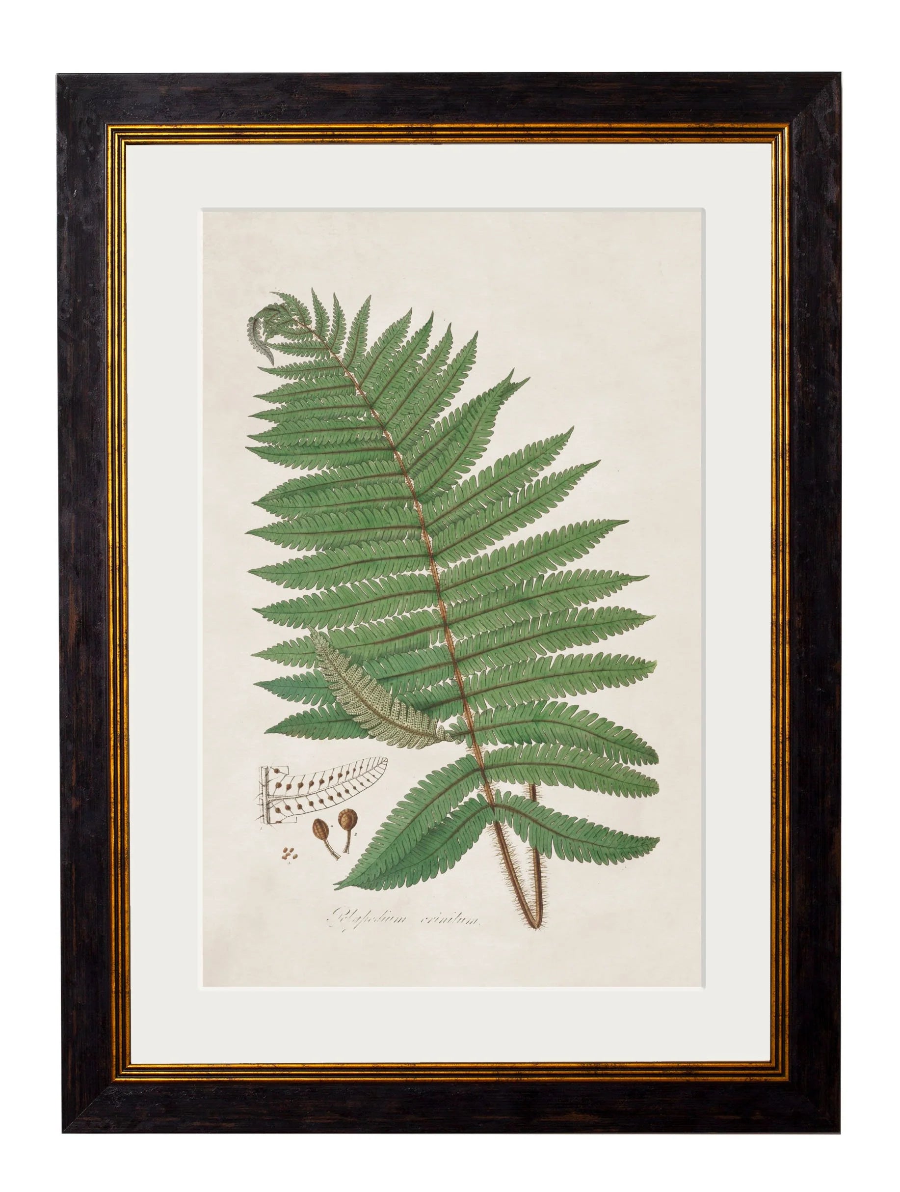 Collection of Ferns c.1831 Framed Prints (7702908600513)