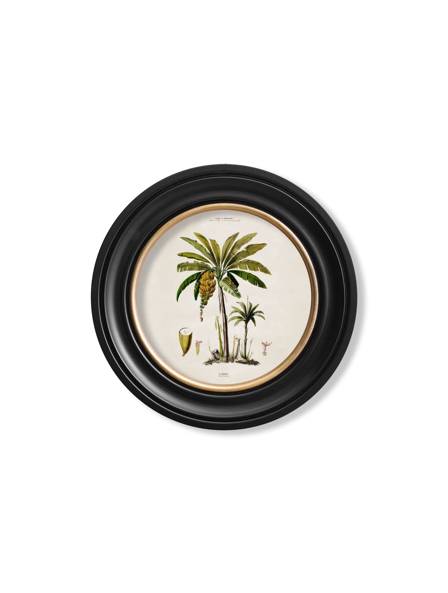 South American Palm Trees c.1843 Round Framed Prints (7702940713153)