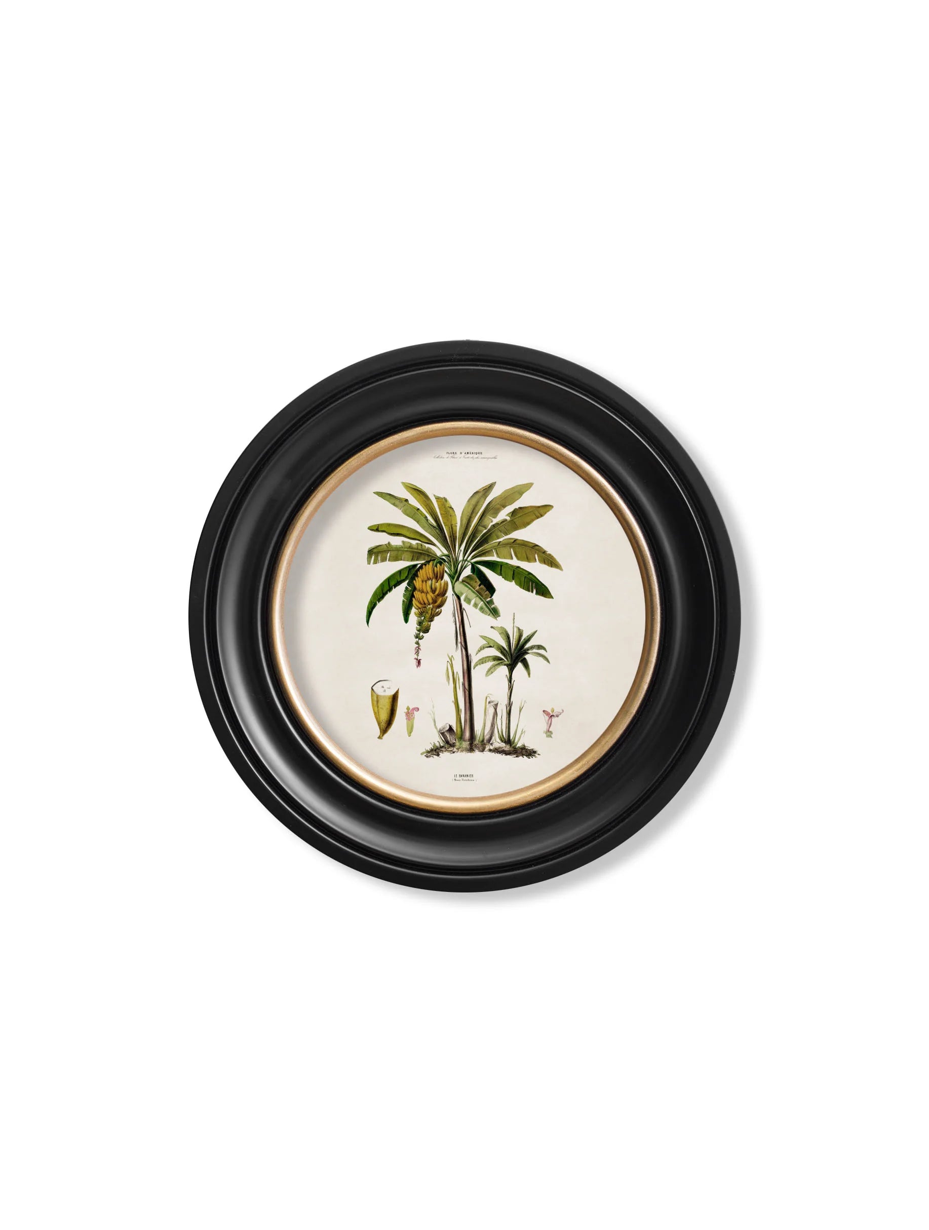 South American Palm Trees c.1843 Round Framed Prints (7702940713153)